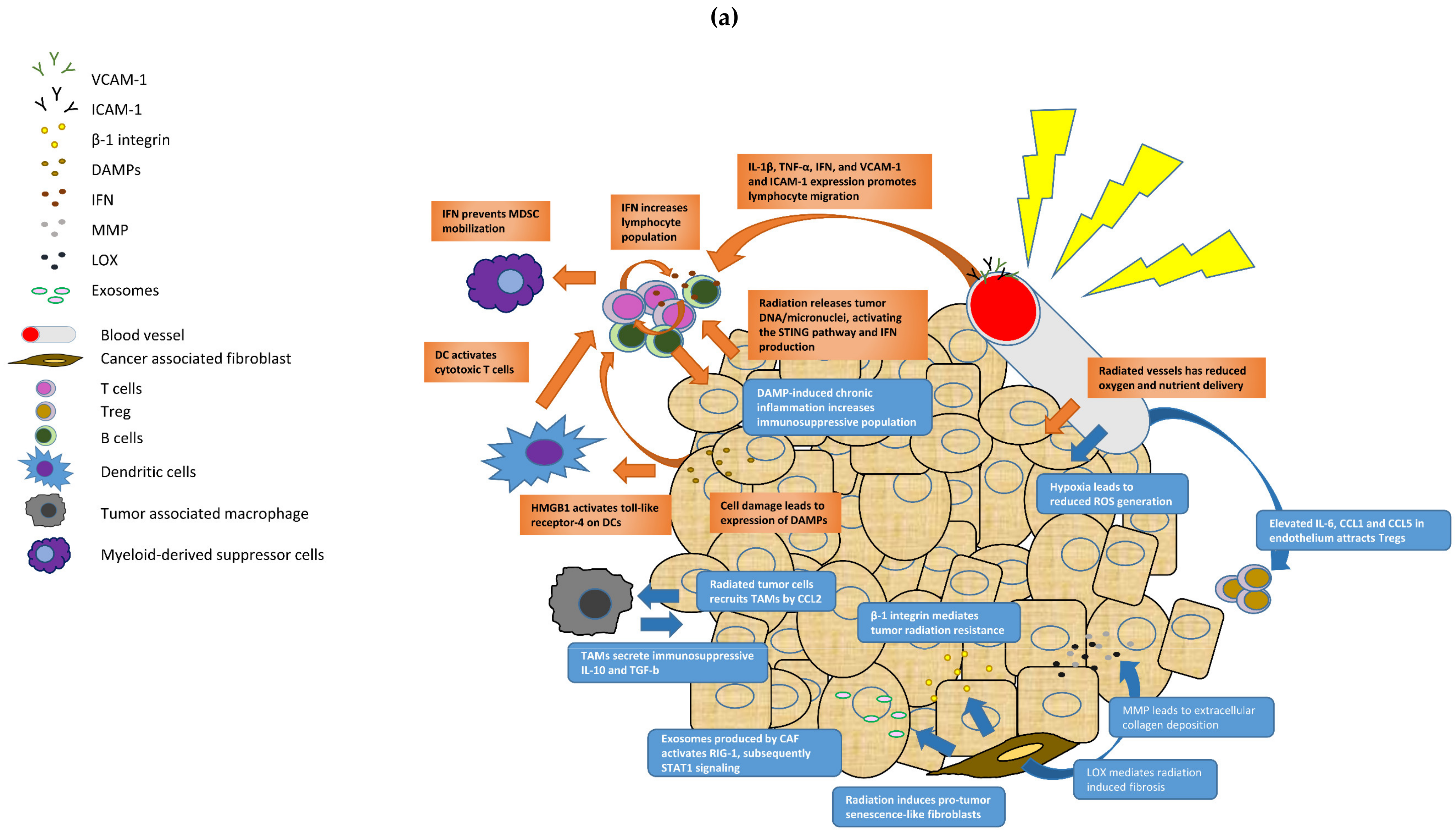 Cancers 13 04233 g001a