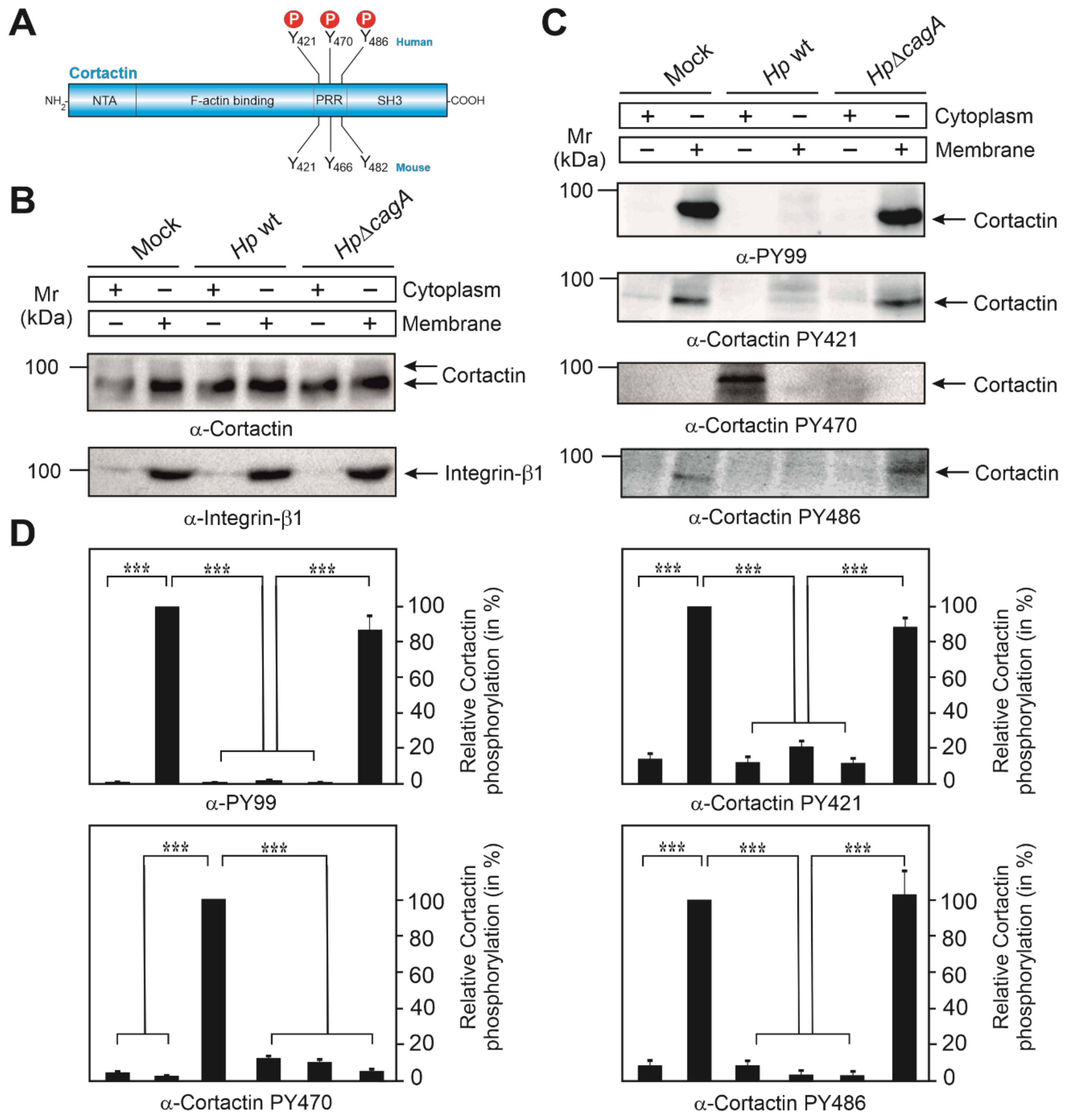 Cancers 13 04241 g001