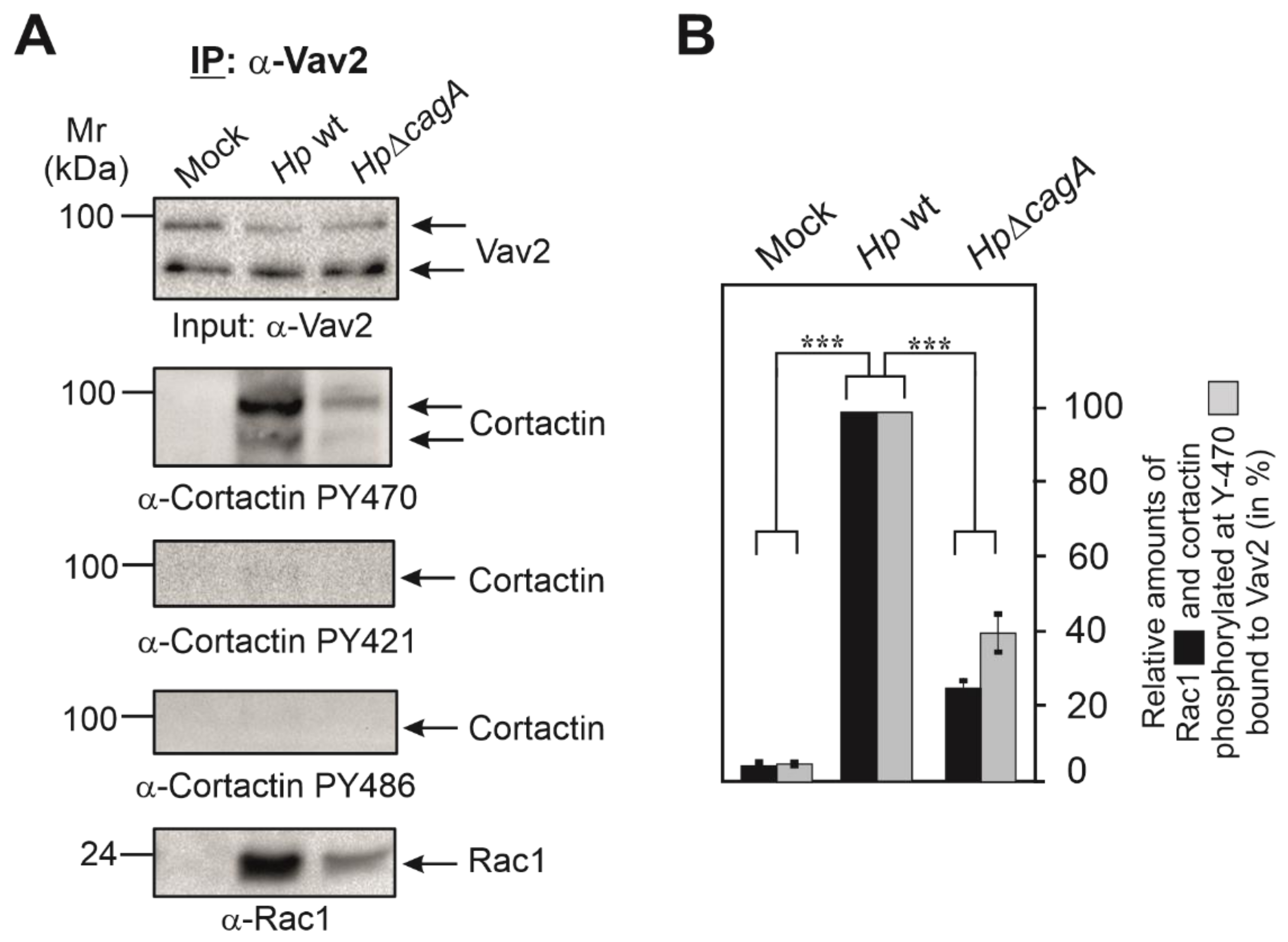 Cancers 13 04241 g003