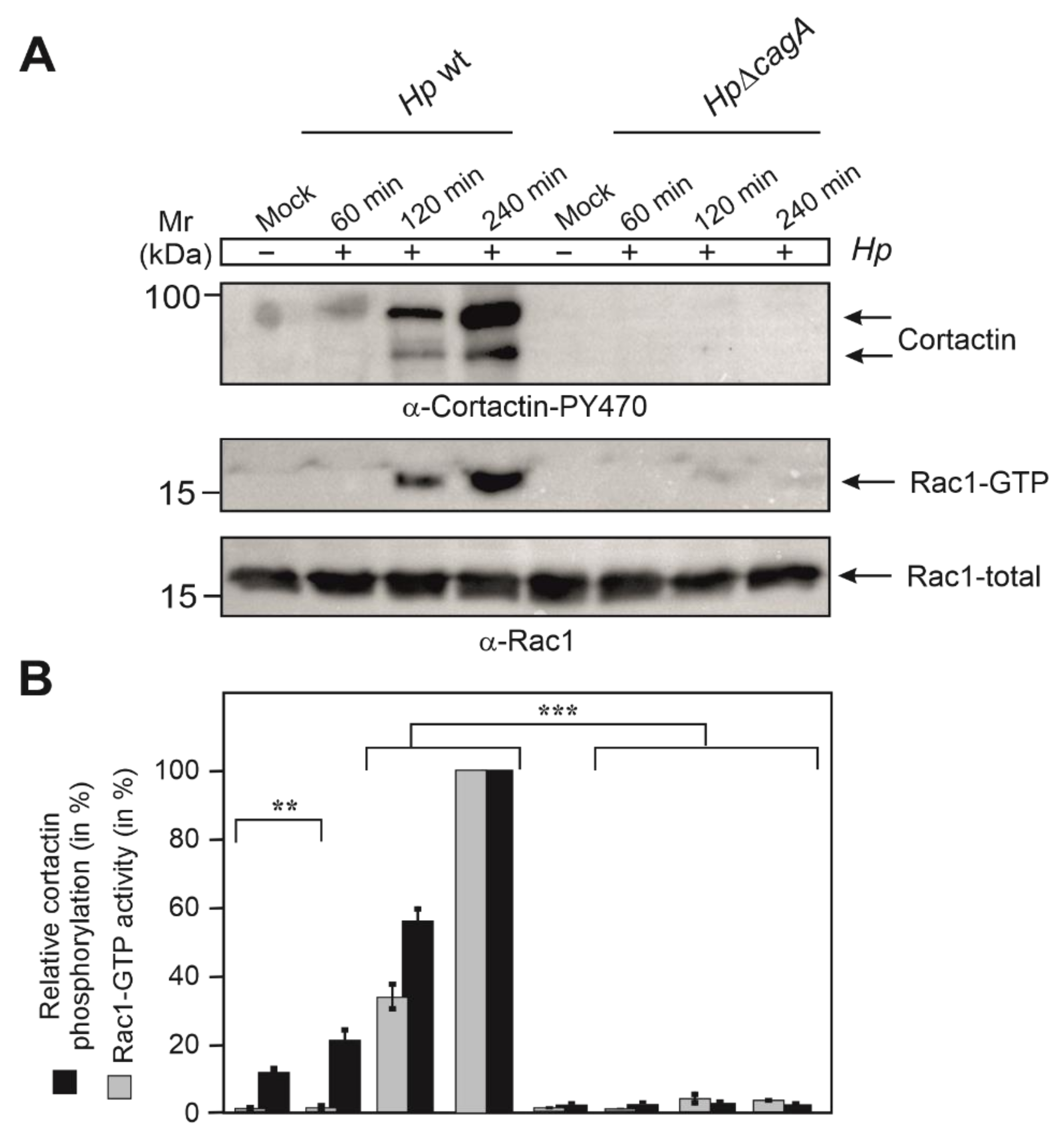 Cancers 13 04241 g004