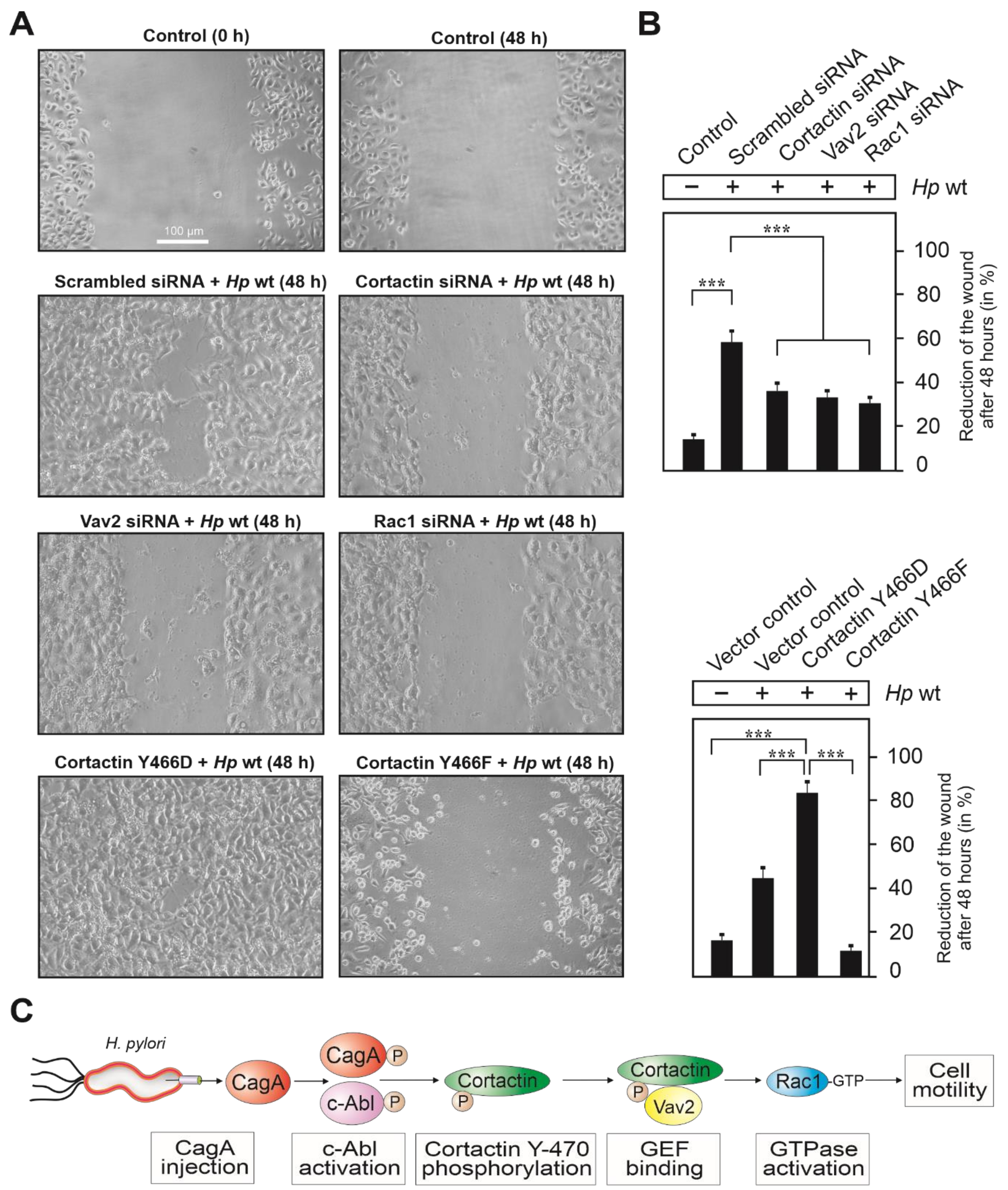 Cancers 13 04241 g007