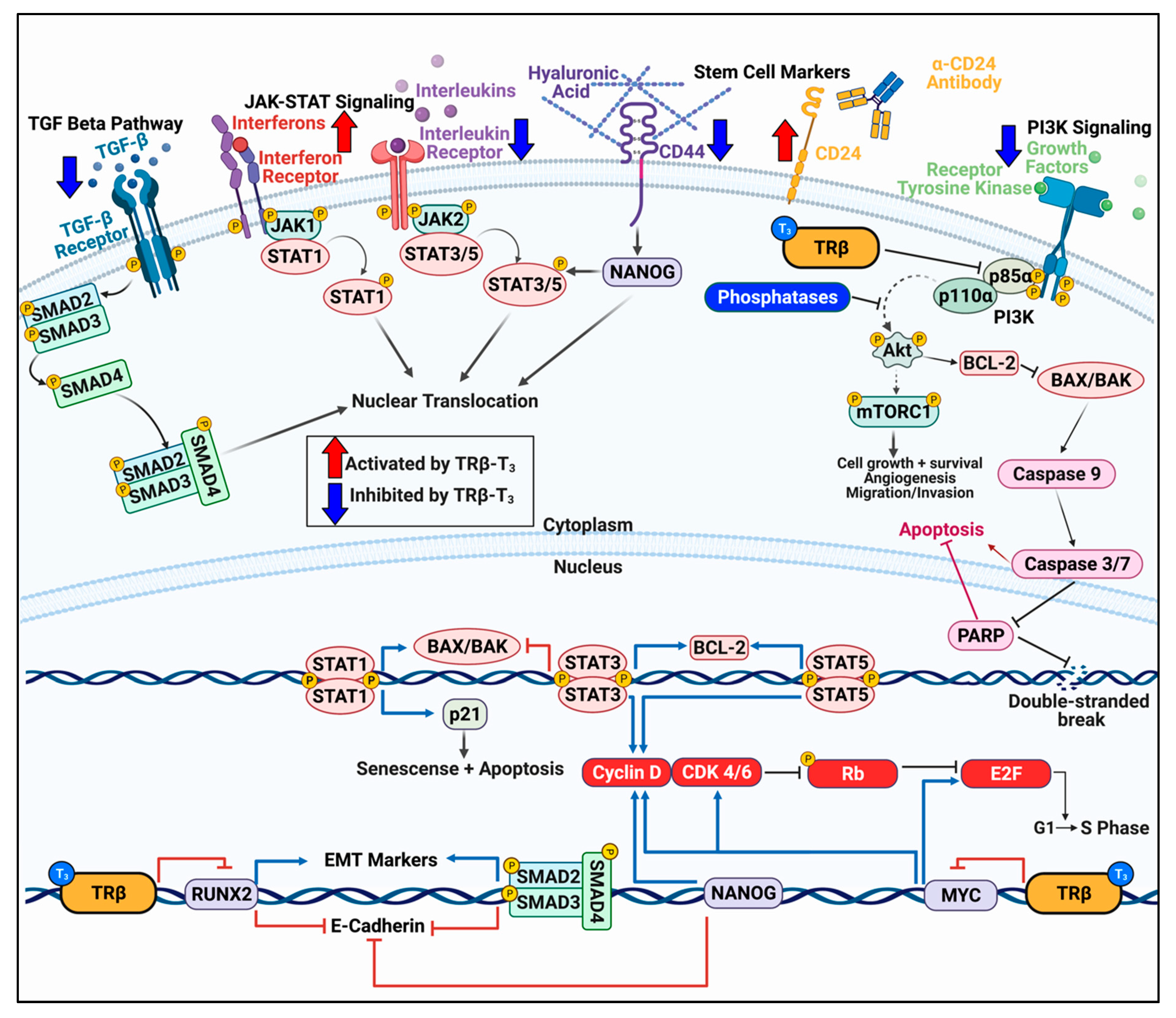 Cancers 13 04254 g002