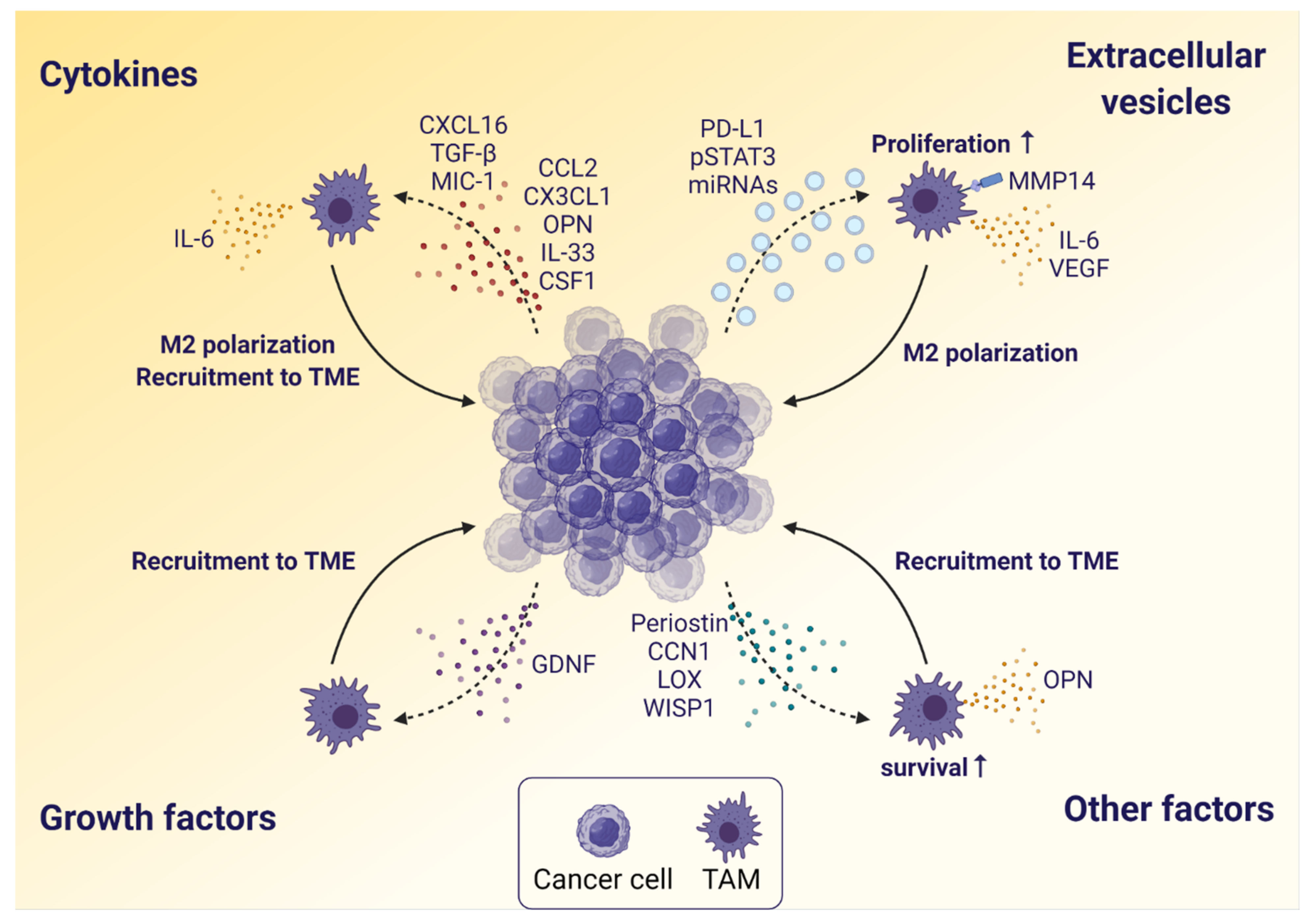 Cancers 13 04255 g002