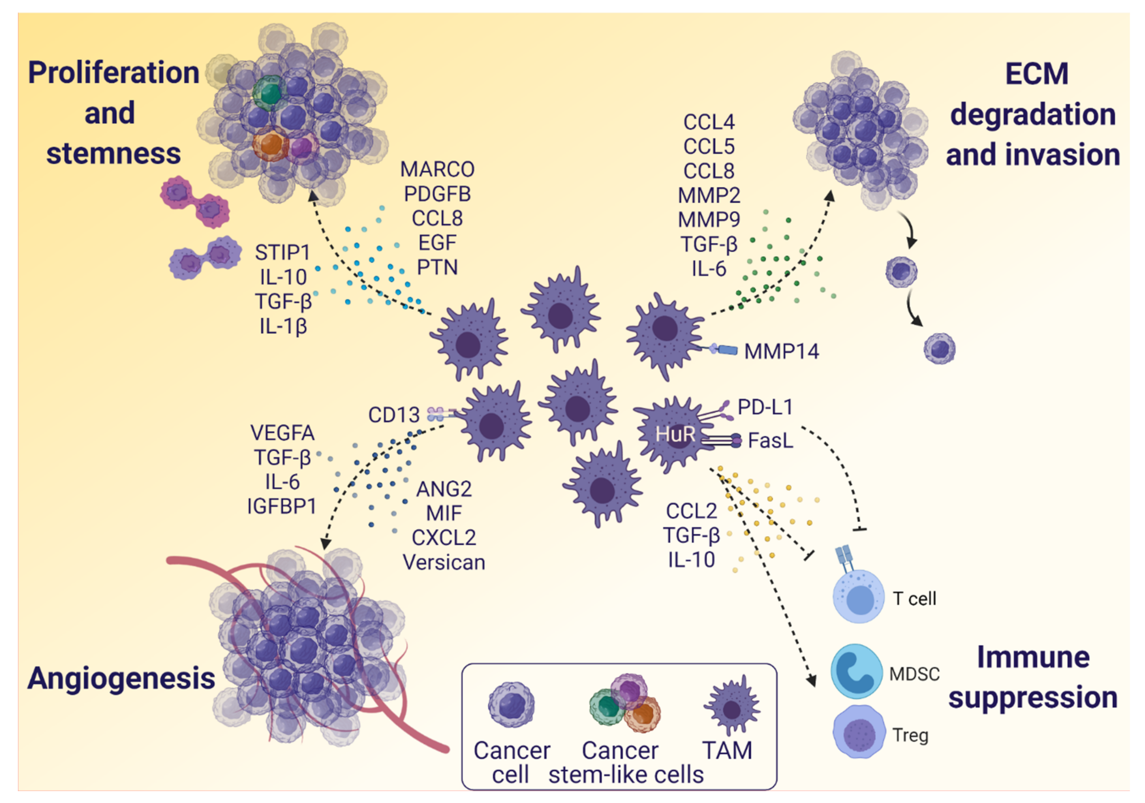 Cancers 13 04255 g003