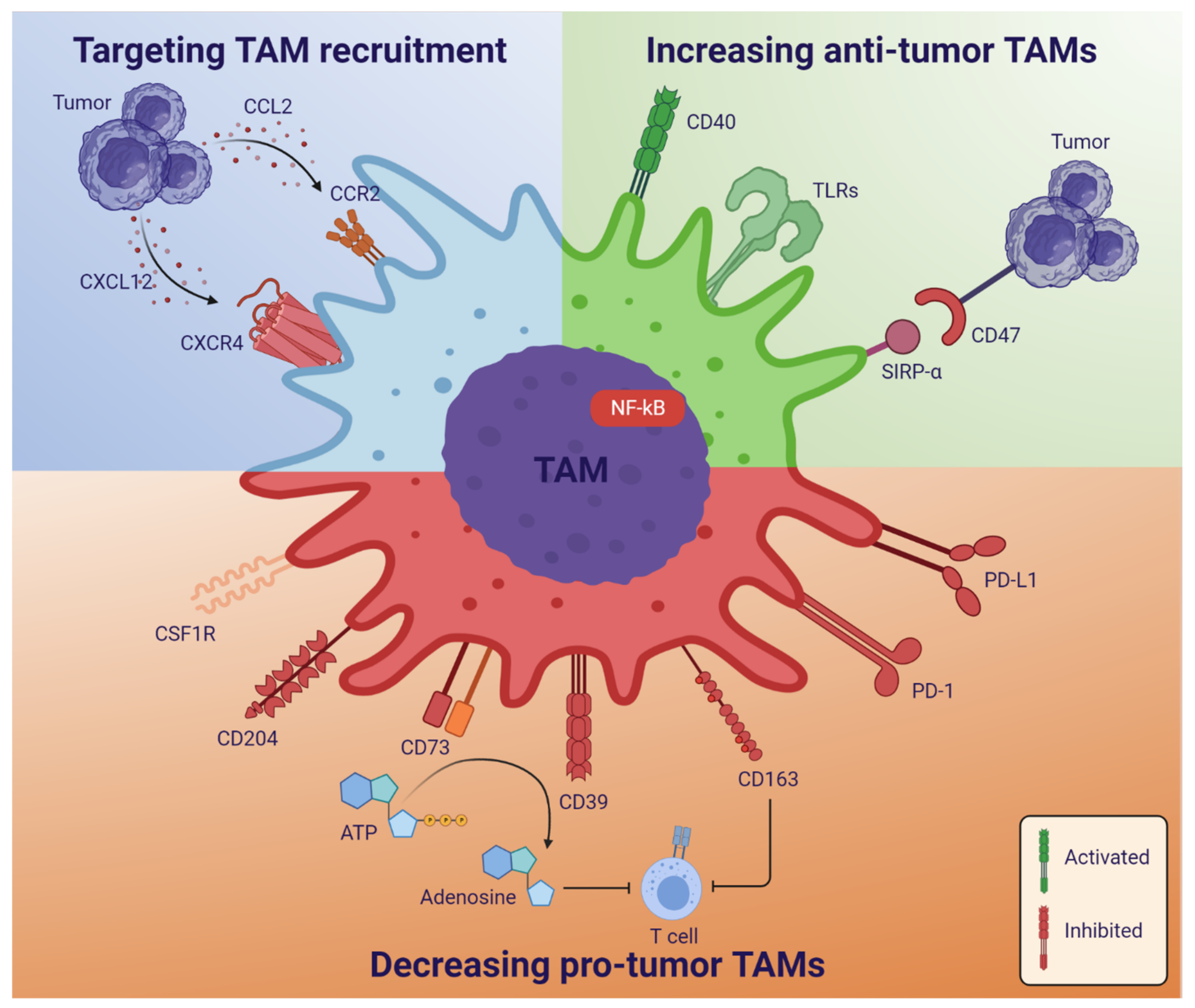 Cancers 13 04255 g004