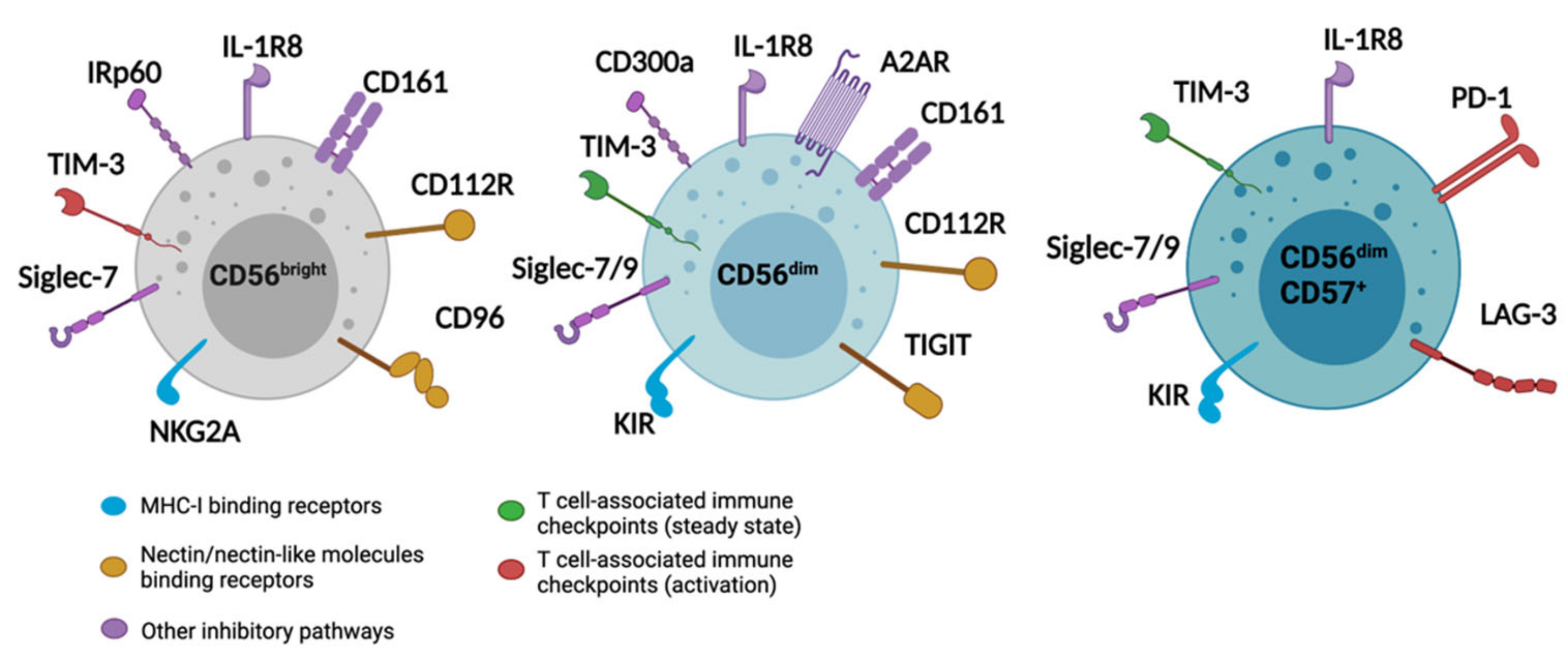 Cancers 13 04263 g001