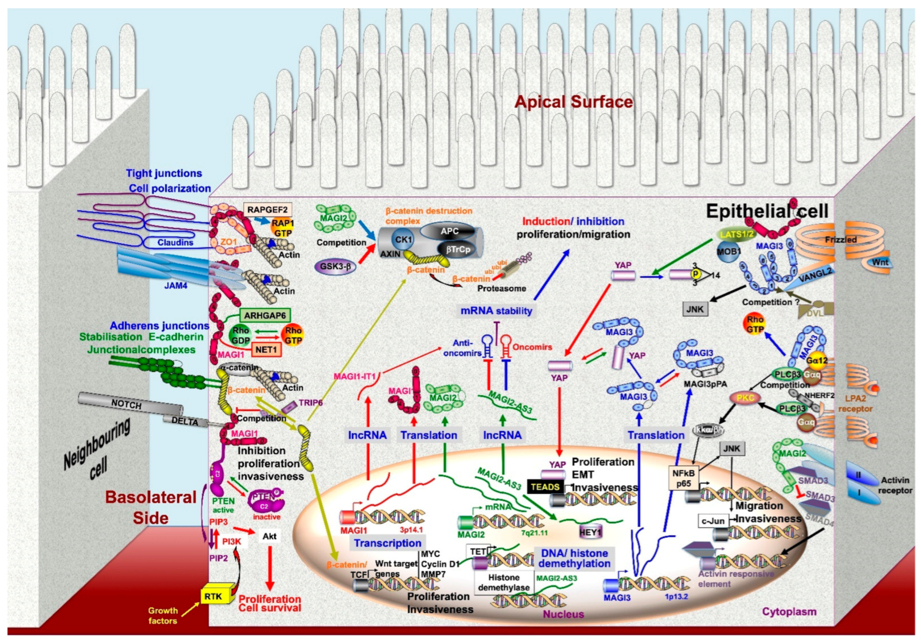 Cancers 13 04264 g005