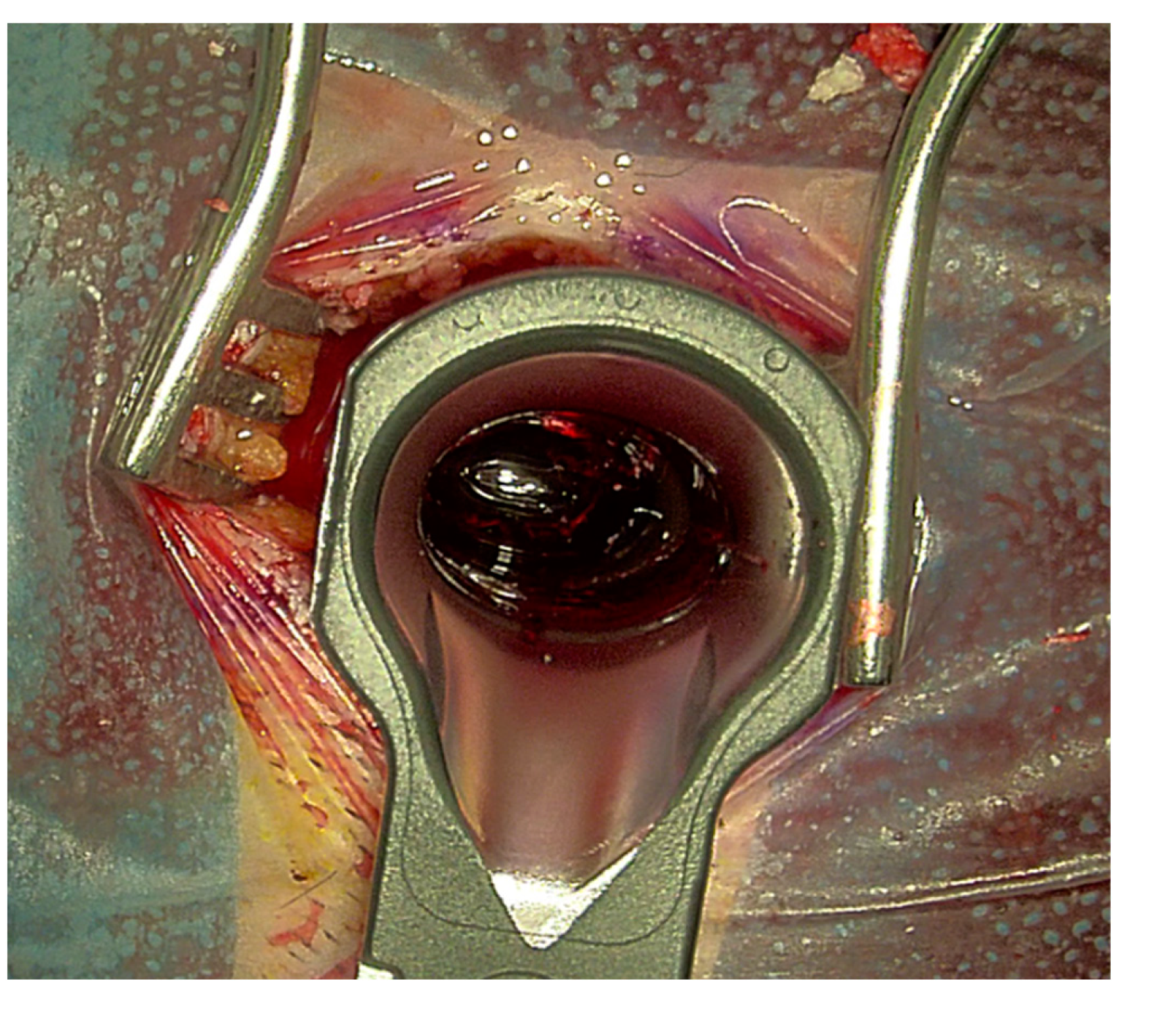 Cancers 13 04273 g005