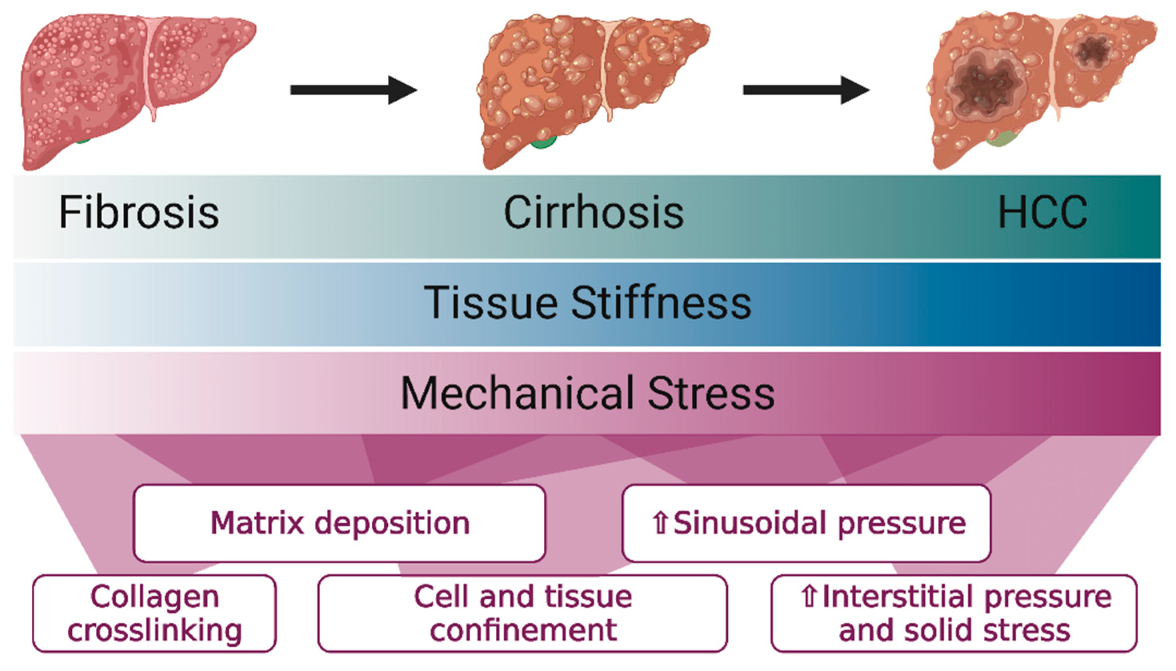 Cancers 13 04275 g001