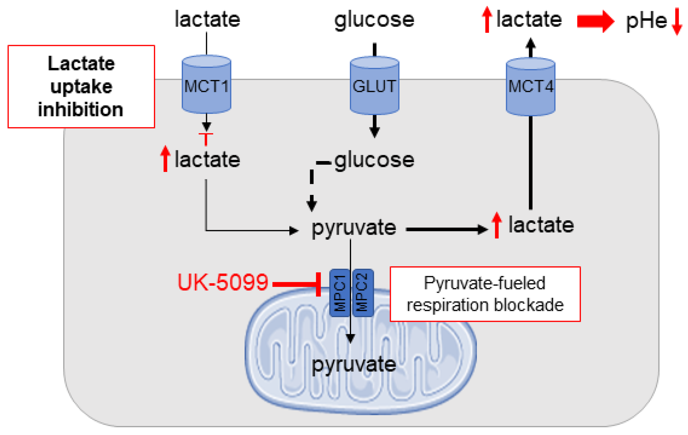 Cancers 13 04278 g001 Cancers 13 04278 g001