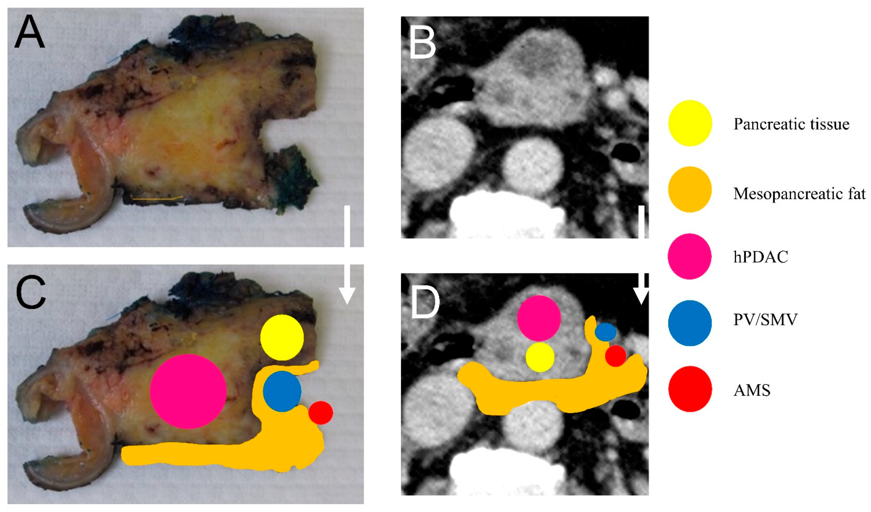 Cancers 13 04361 g002