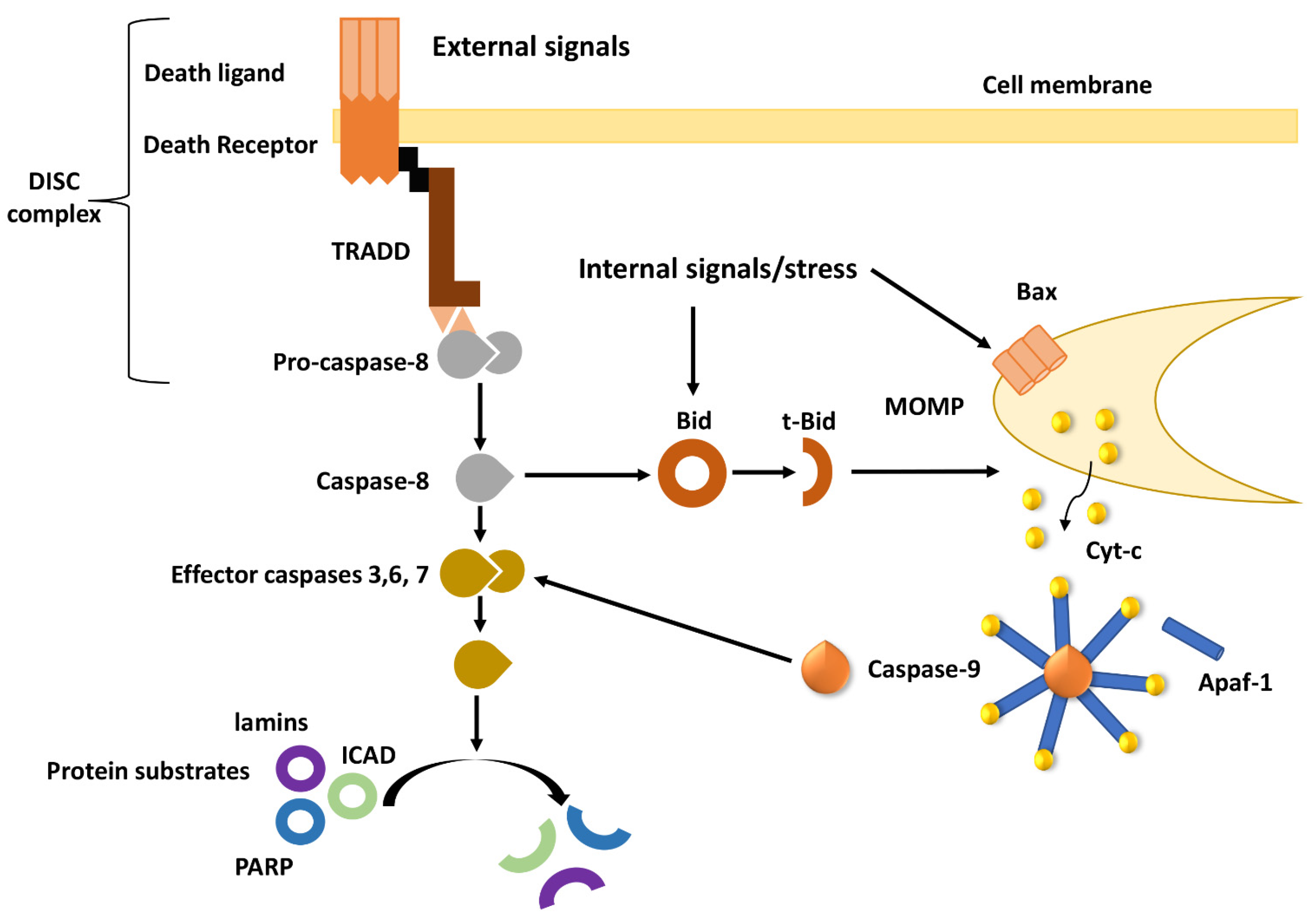 Cancers 13 04363 g001