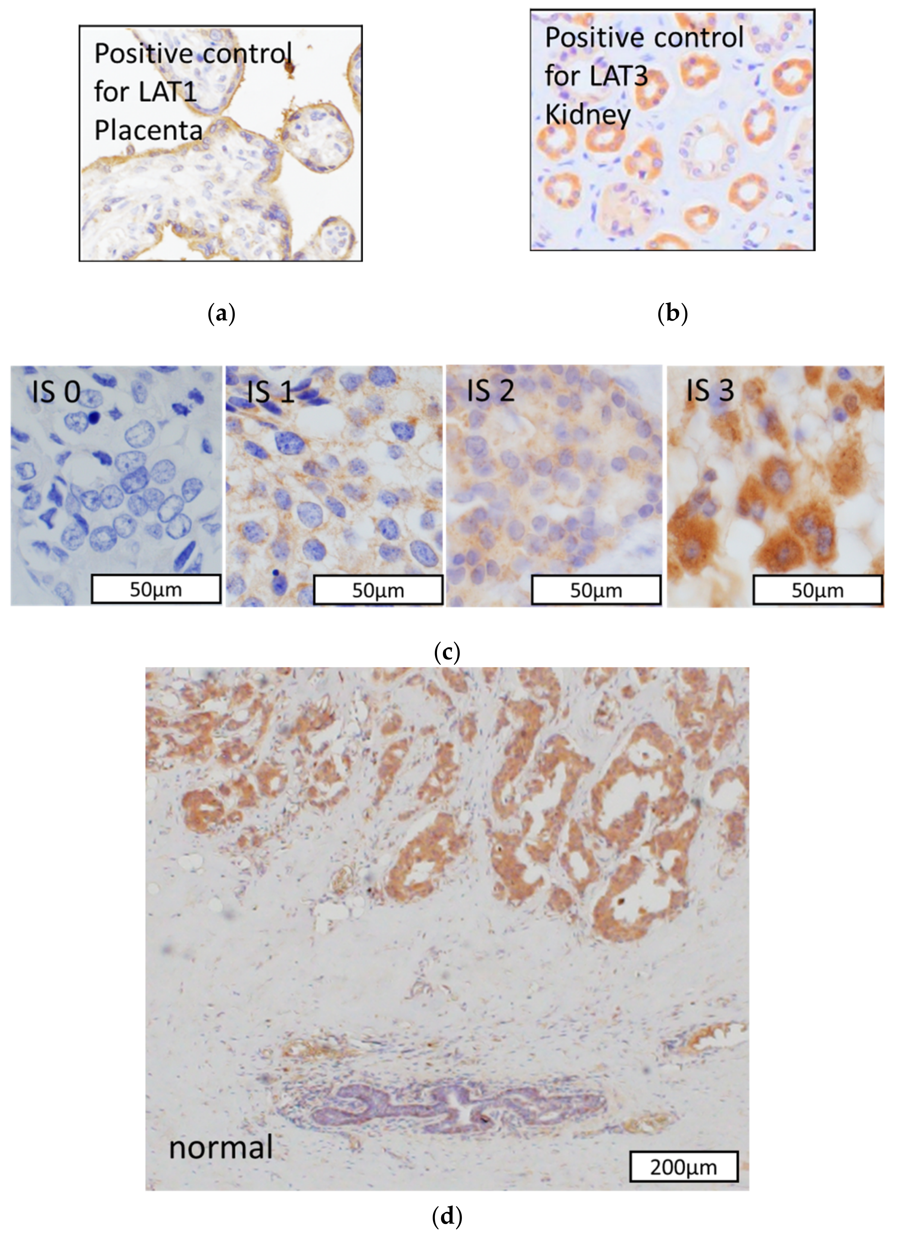 Cancers 13 04375 g002