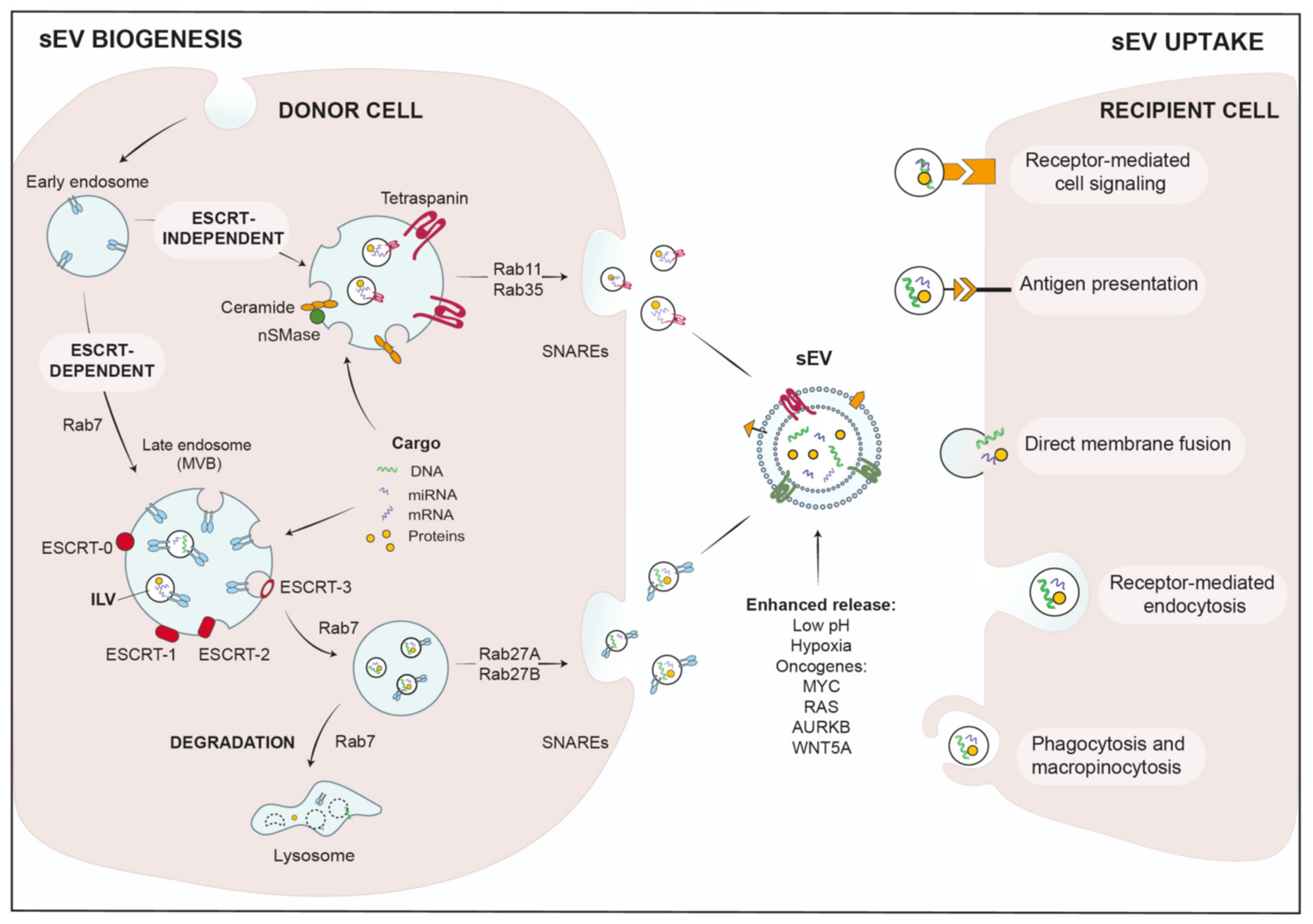 Cancers 13 04380 g001