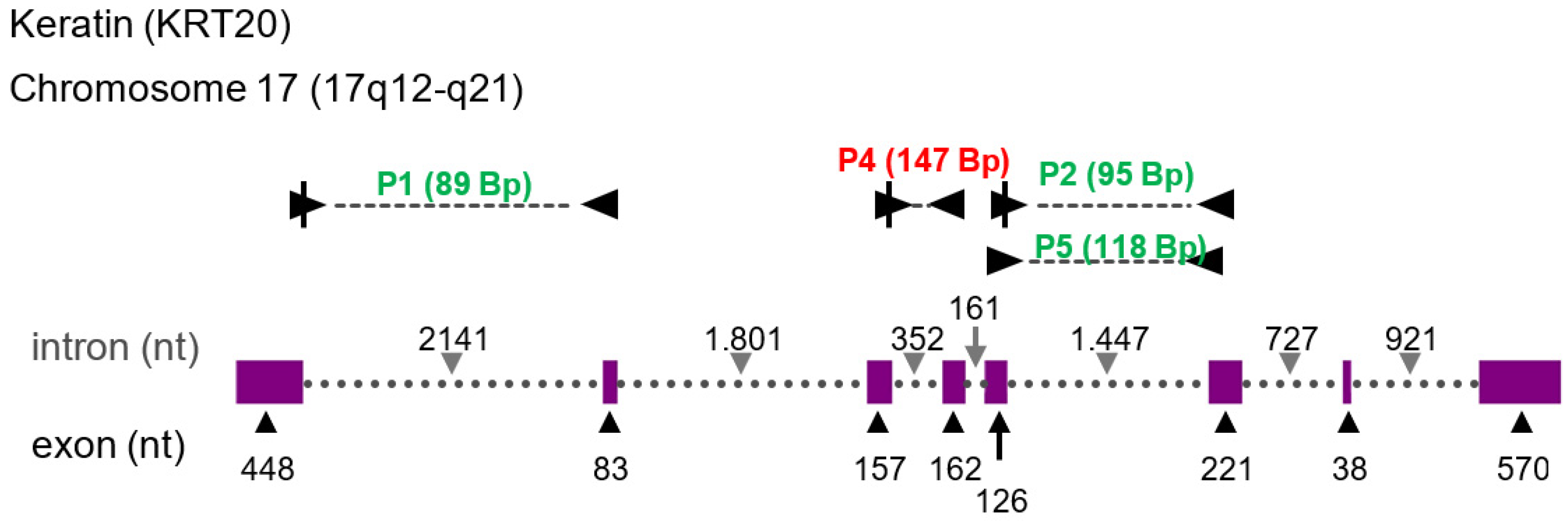 Cancers 13 04381 g005