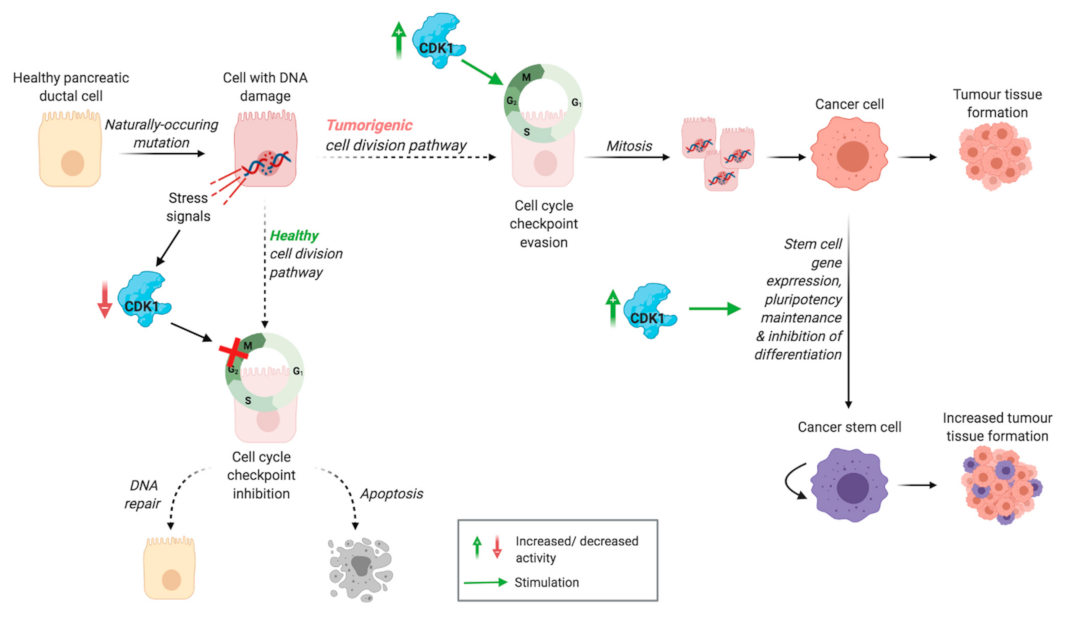 Cancers 13 04389 g002