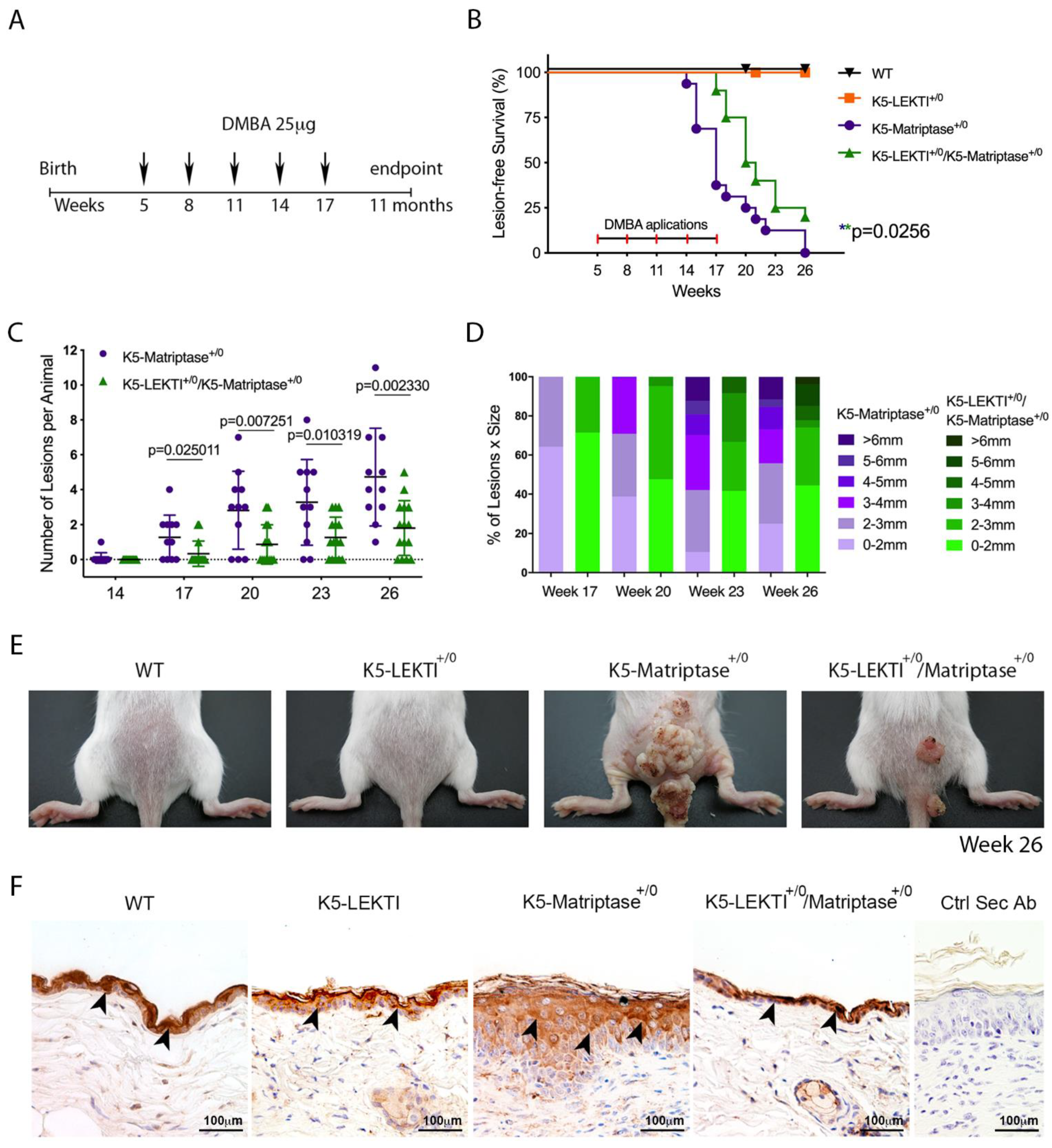 Cancers 13 04395 g004