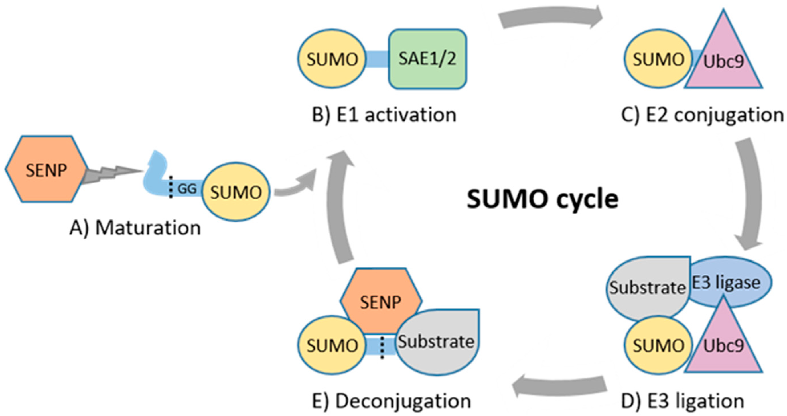 Cancers 13 04402 g001