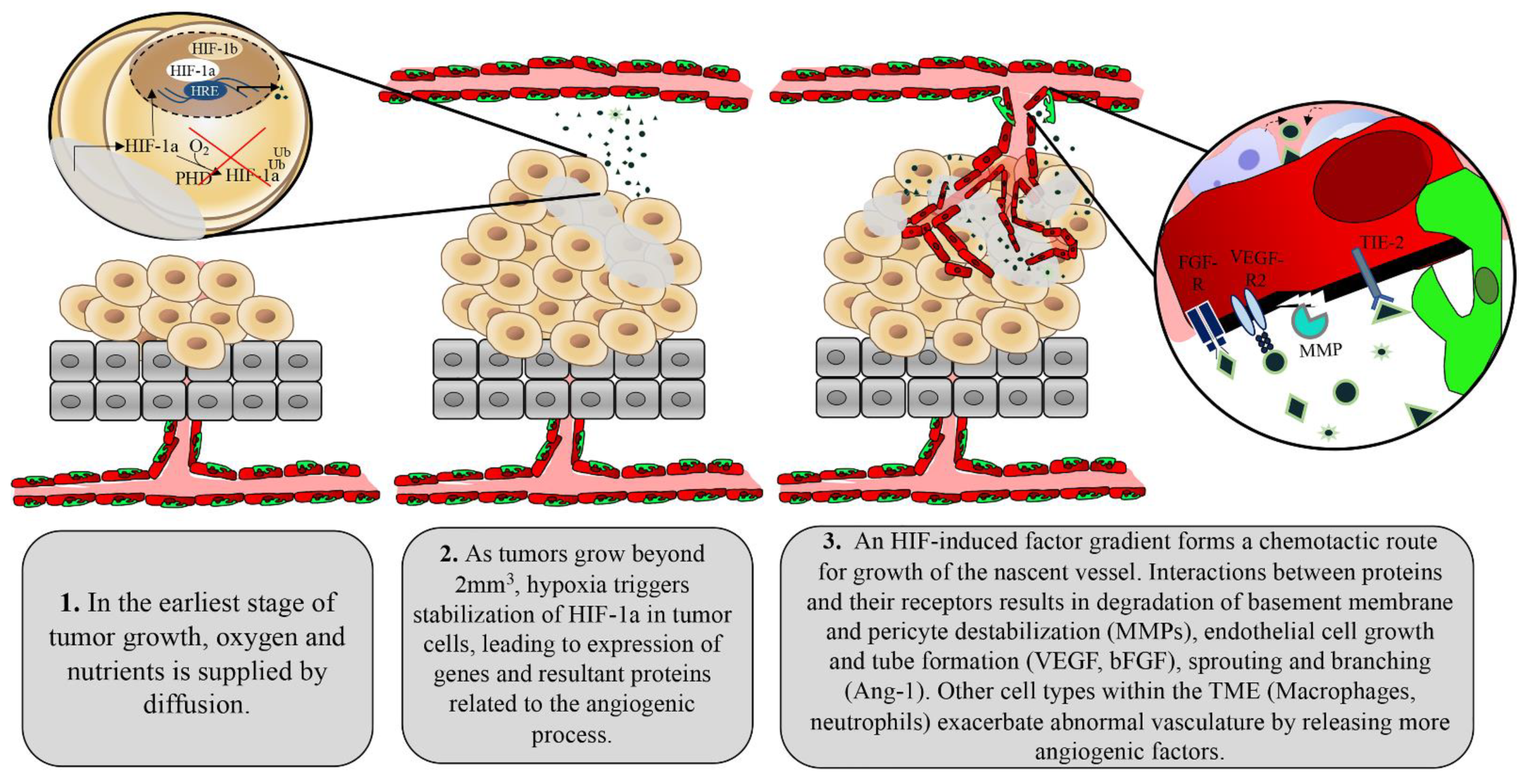 Cancers 13 04444 g001