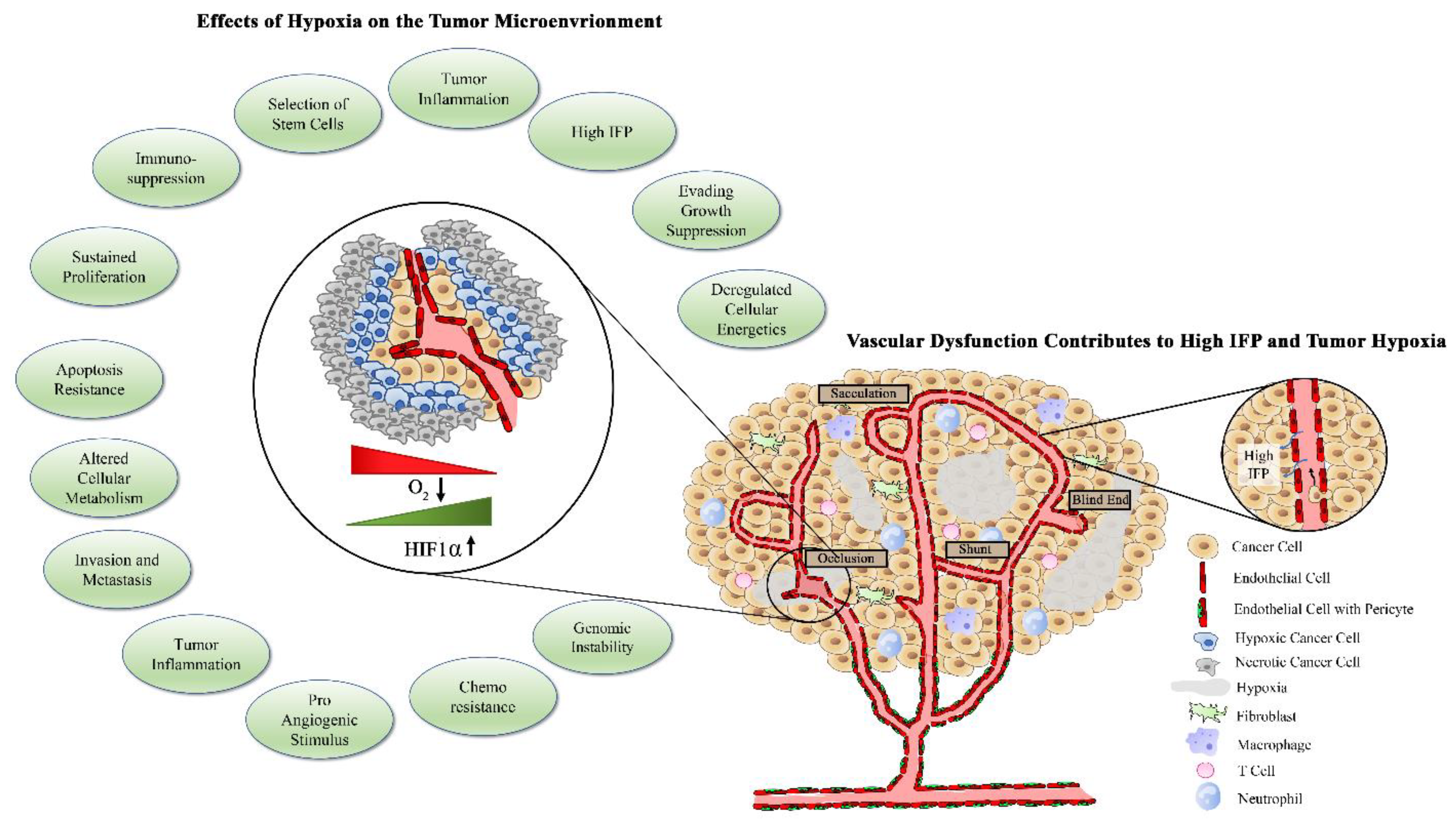 Cancers 13 04444 g002