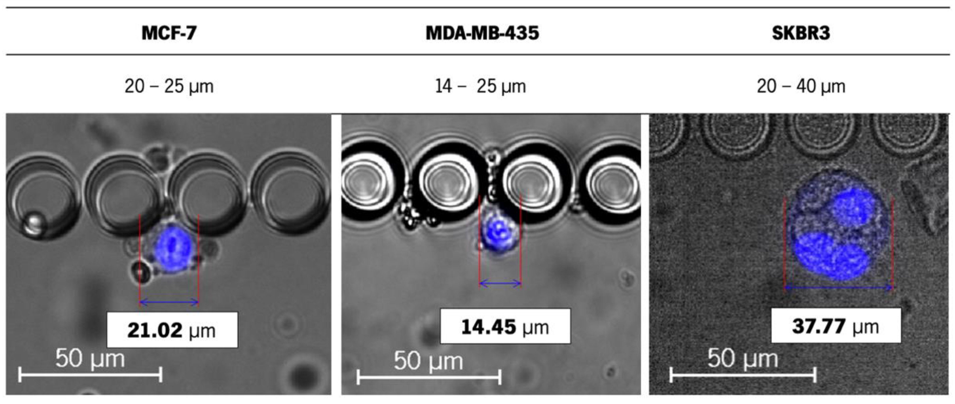 Cancers 13 04446 g001