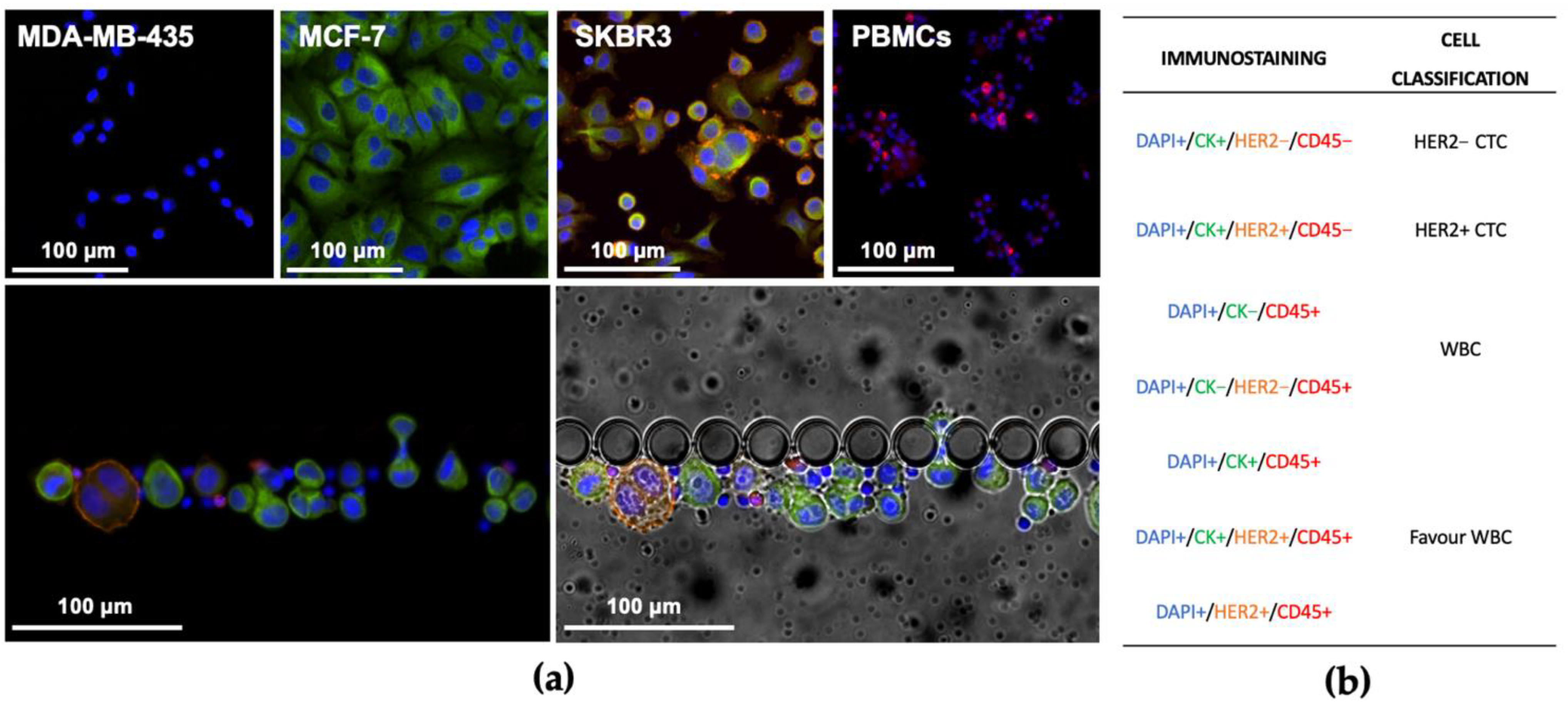 Cancers 13 04446 g003