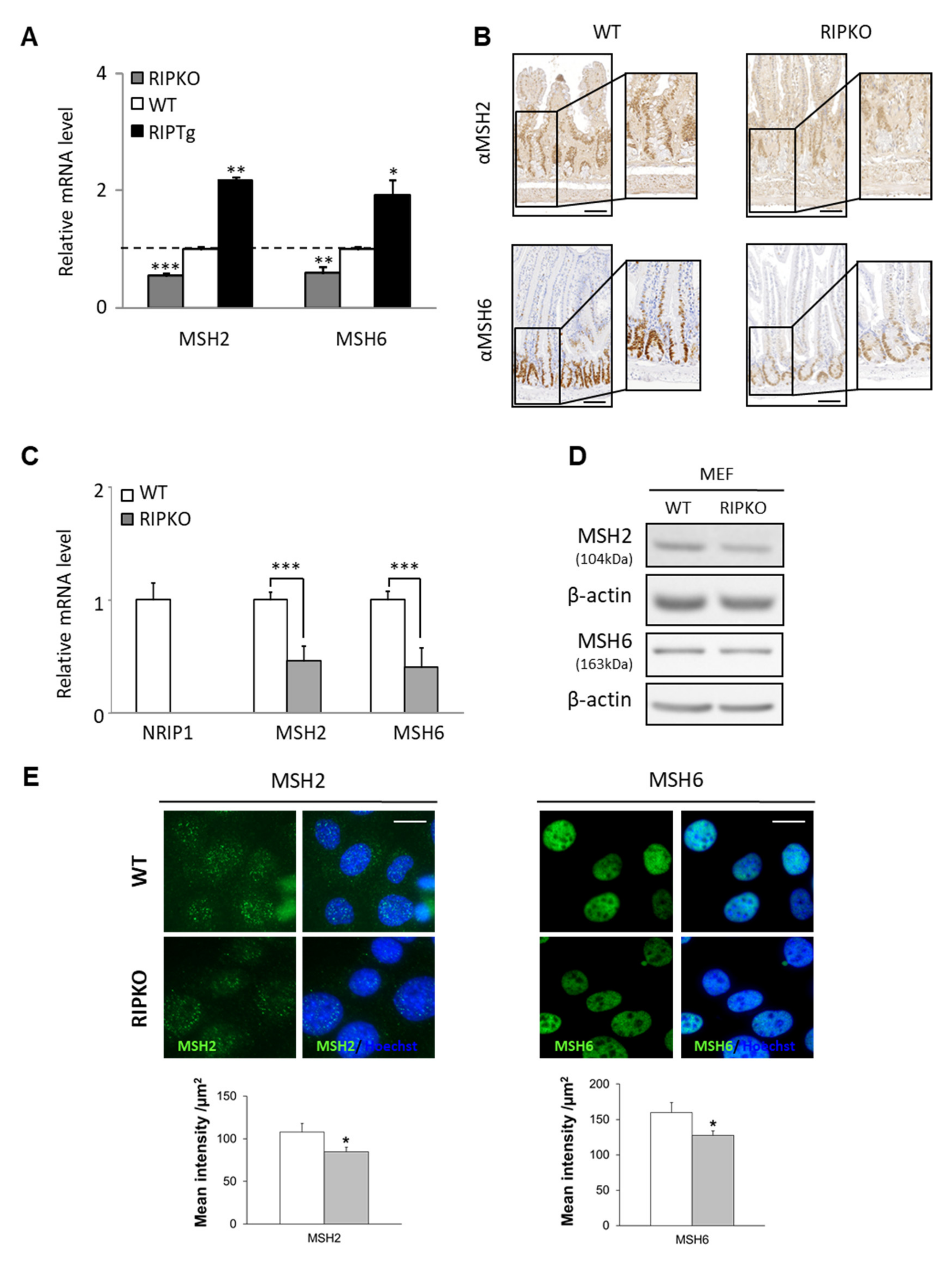 Cancers 13 04449 g001
