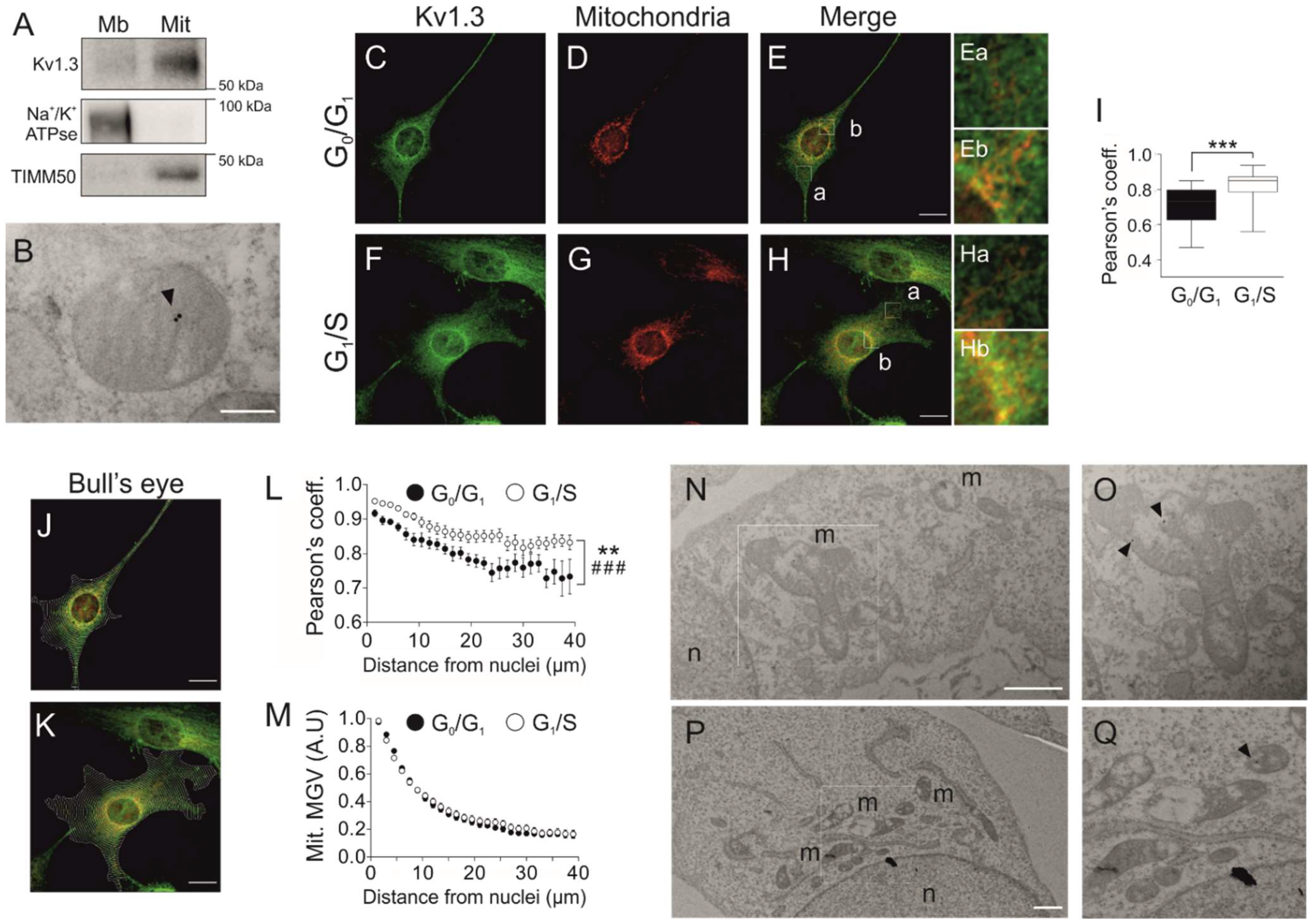Cancers 13 04457 g003