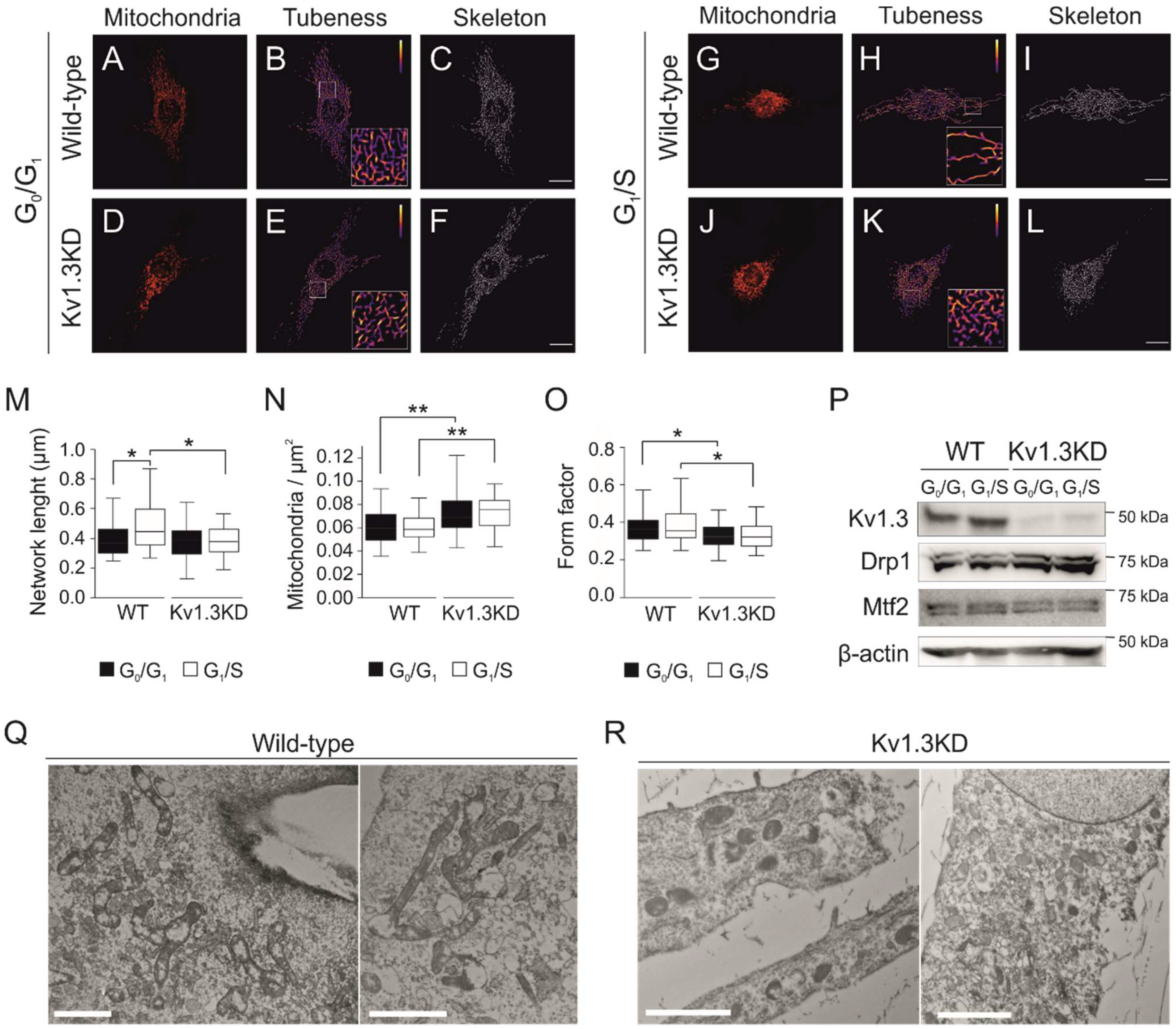 Cancers 13 04457 g004