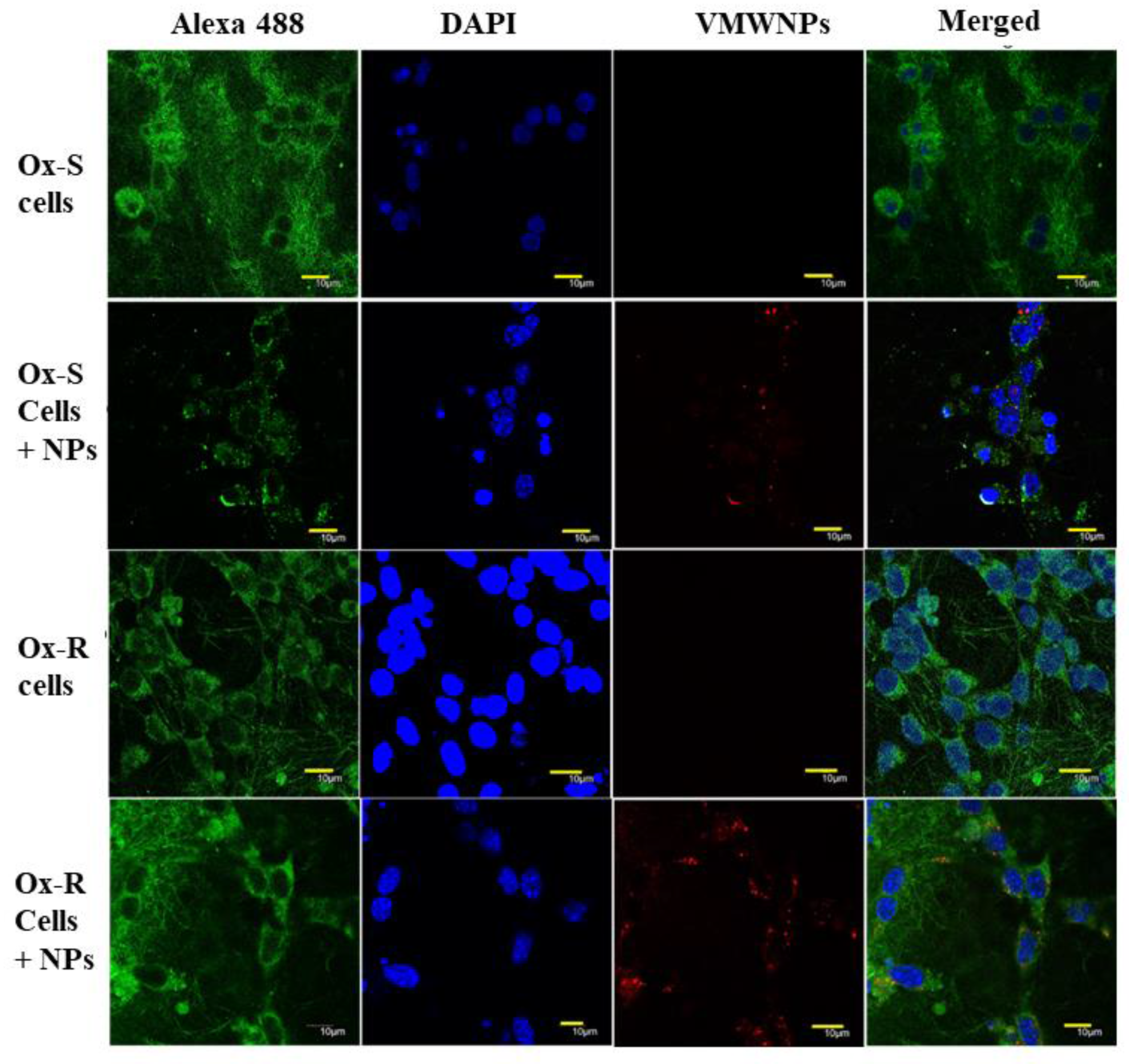 Cancers 13 04472 g003