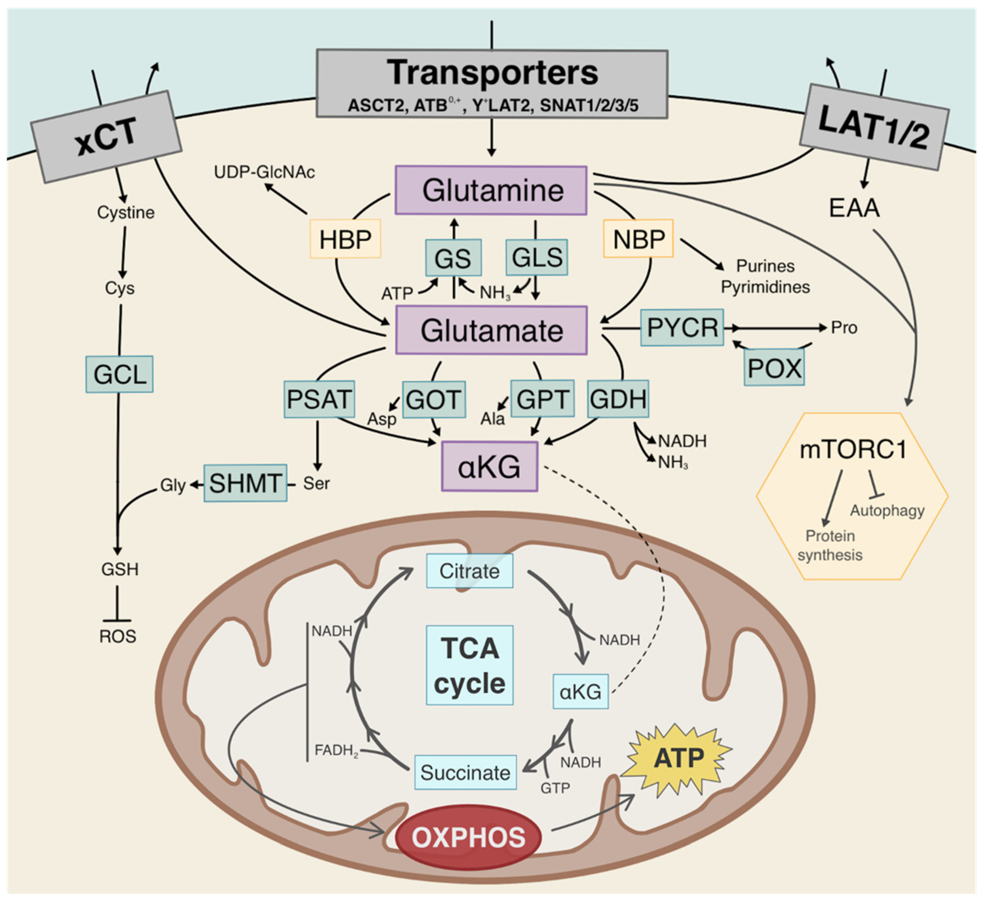 Cancers 13 04484 g002