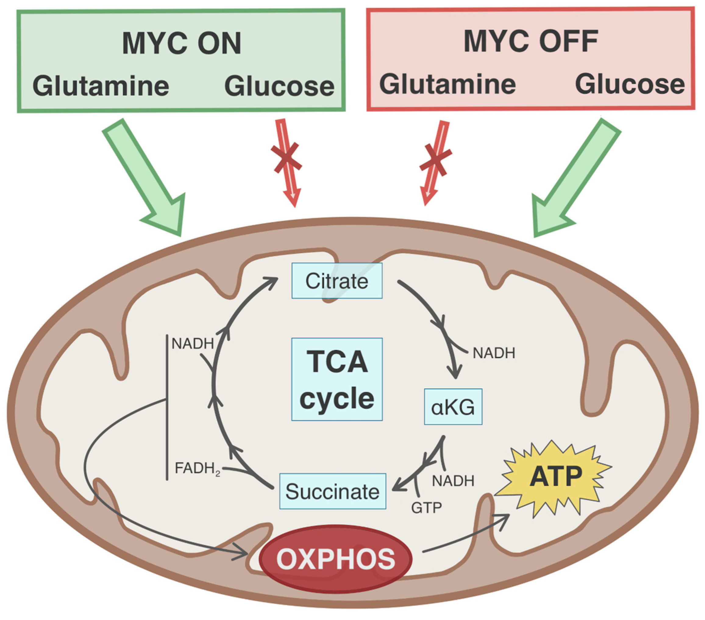 Cancers 13 04484 g003