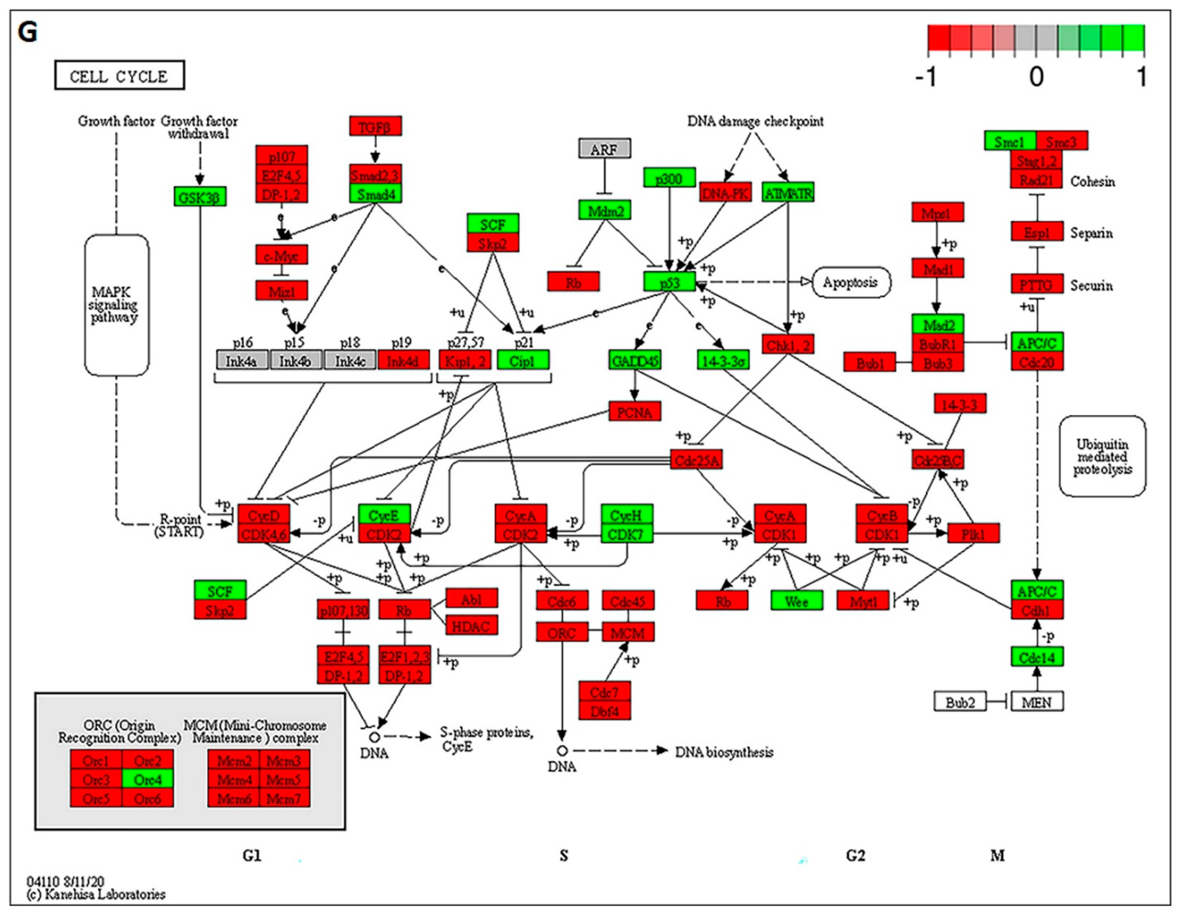 Cancers 13 04485 g007b