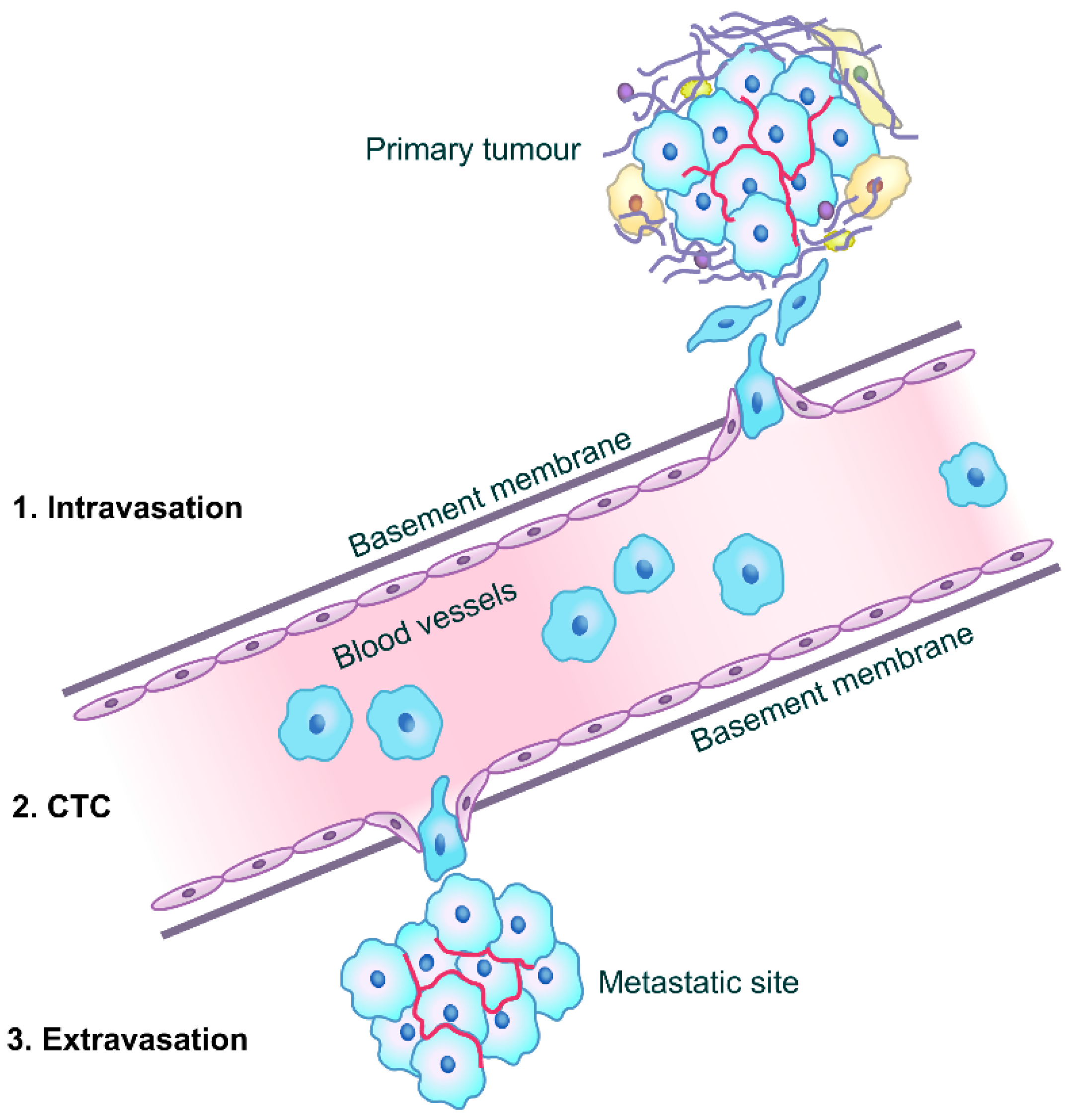 Cancers 13 04486 g001