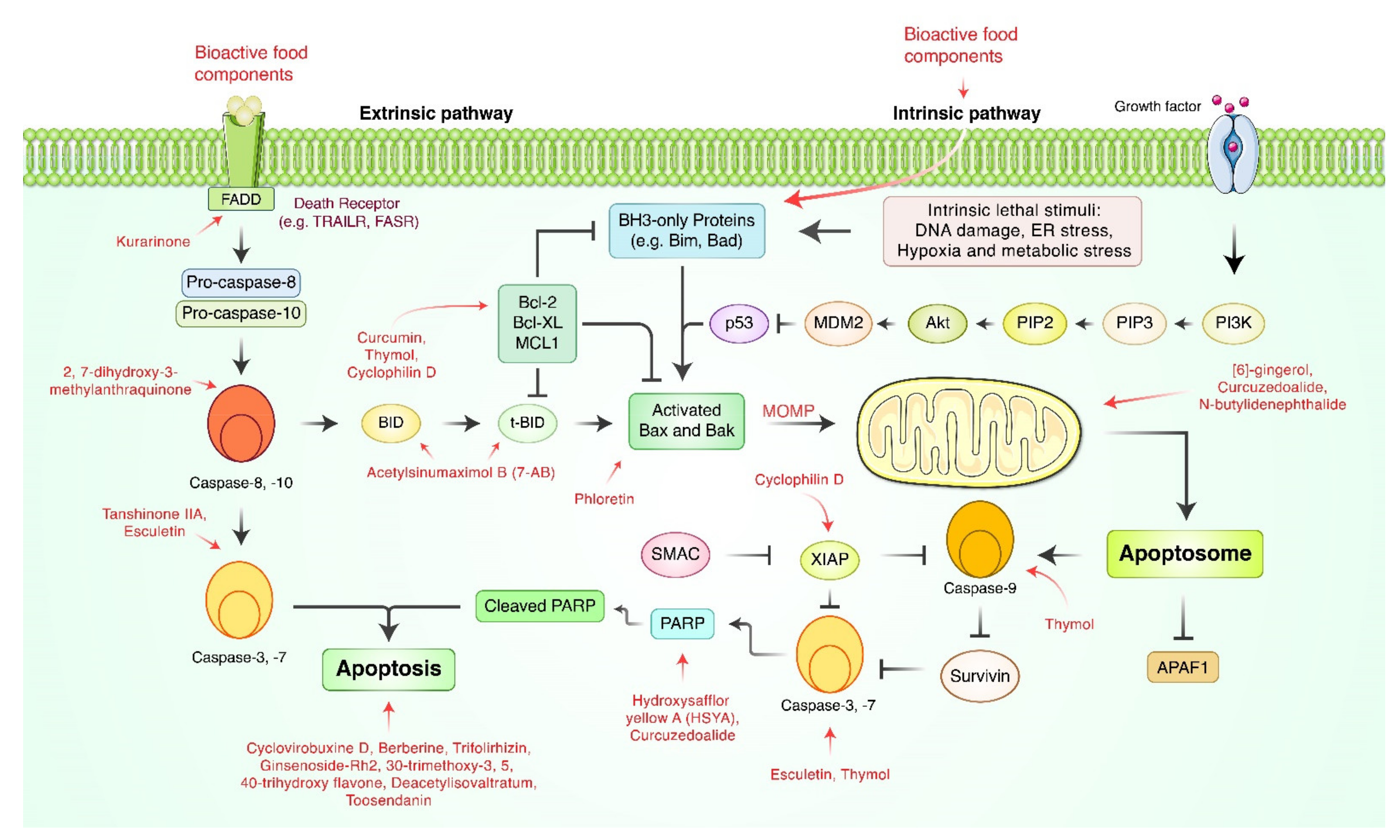 Cancers 13 04502 g001