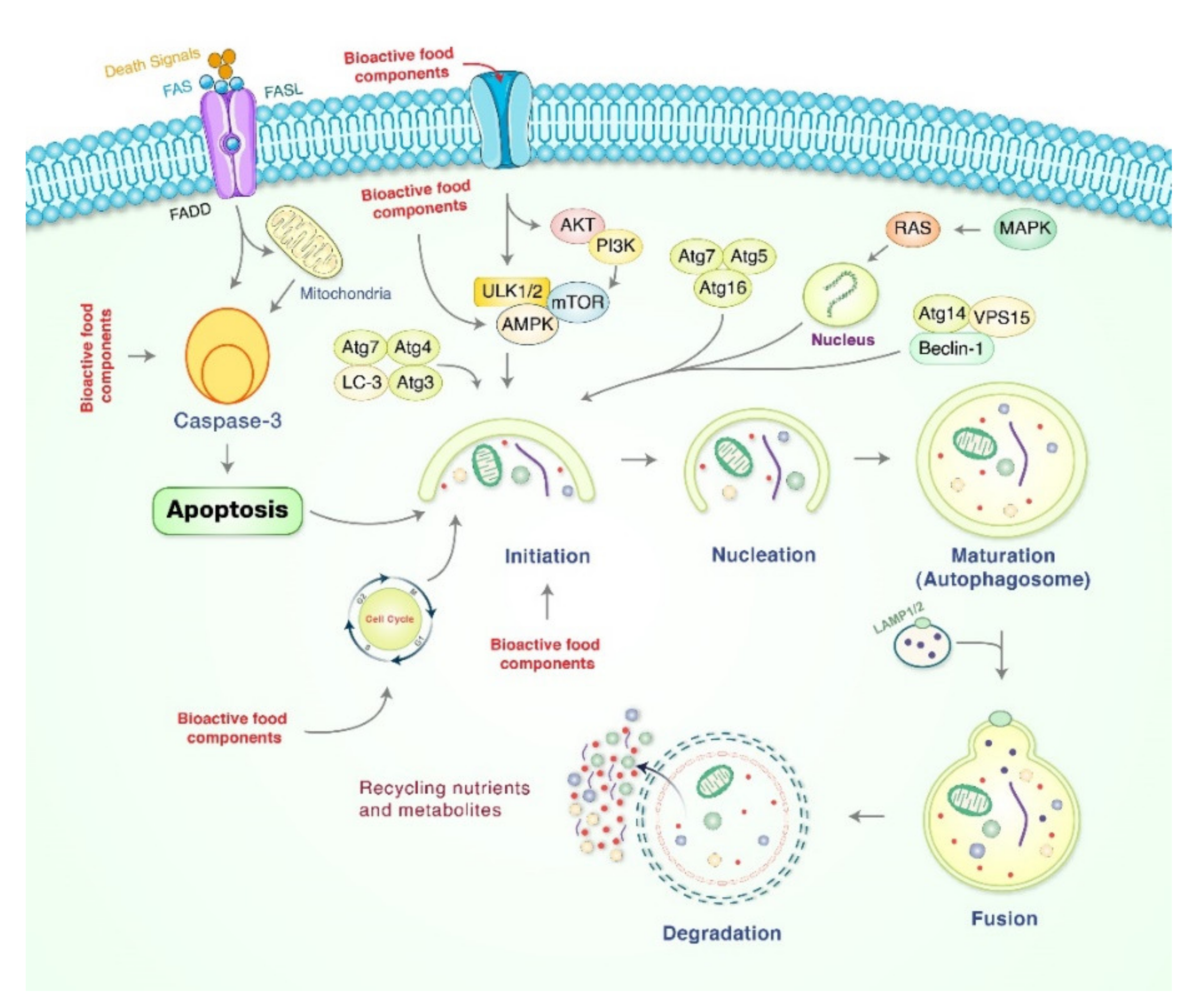 Cancers 13 04502 g002