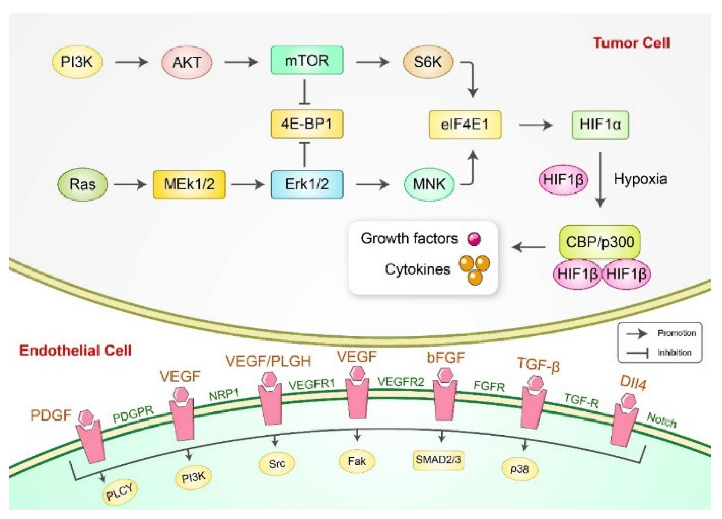 Cancers 13 04502 g003