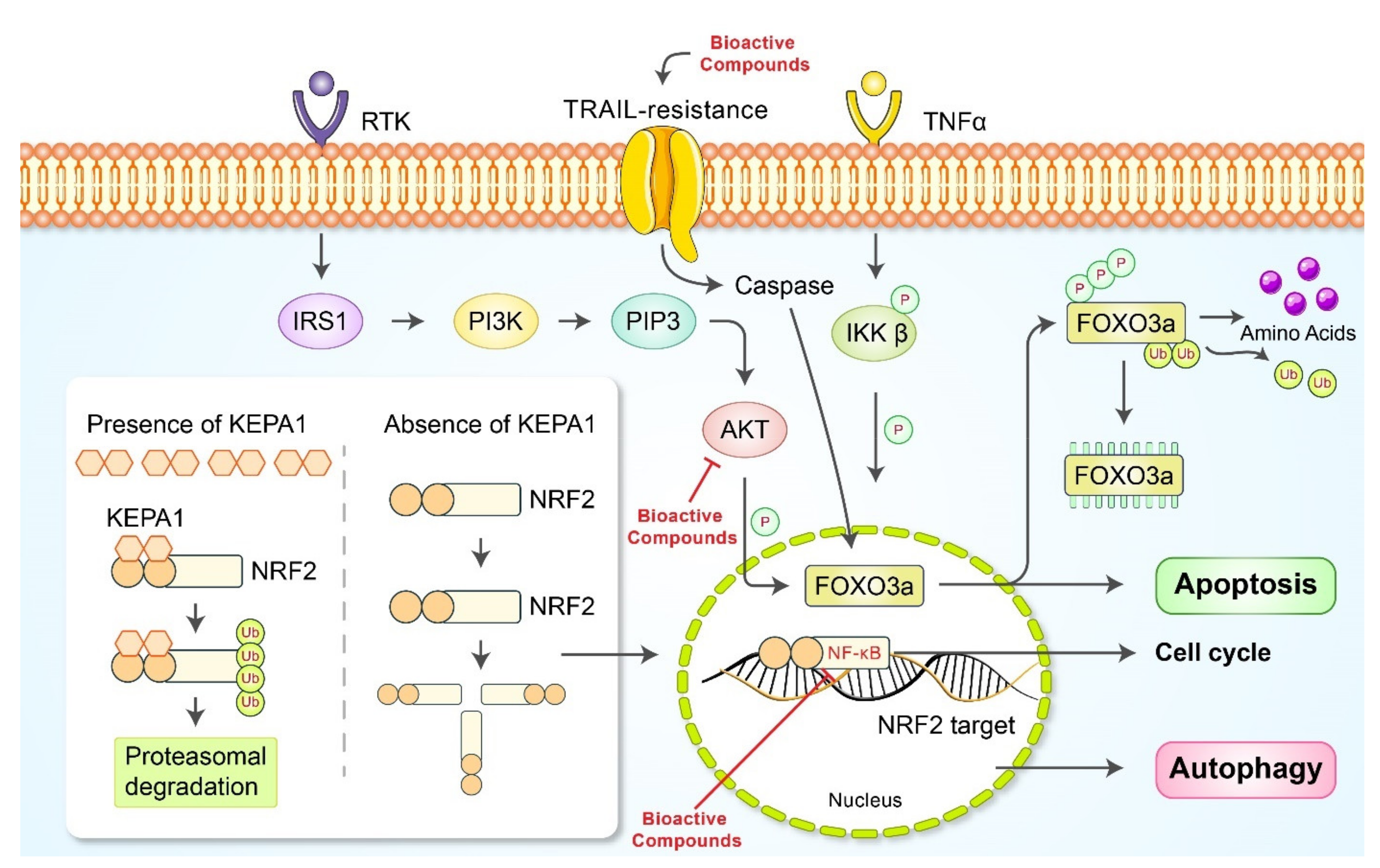 Cancers 13 04502 g005