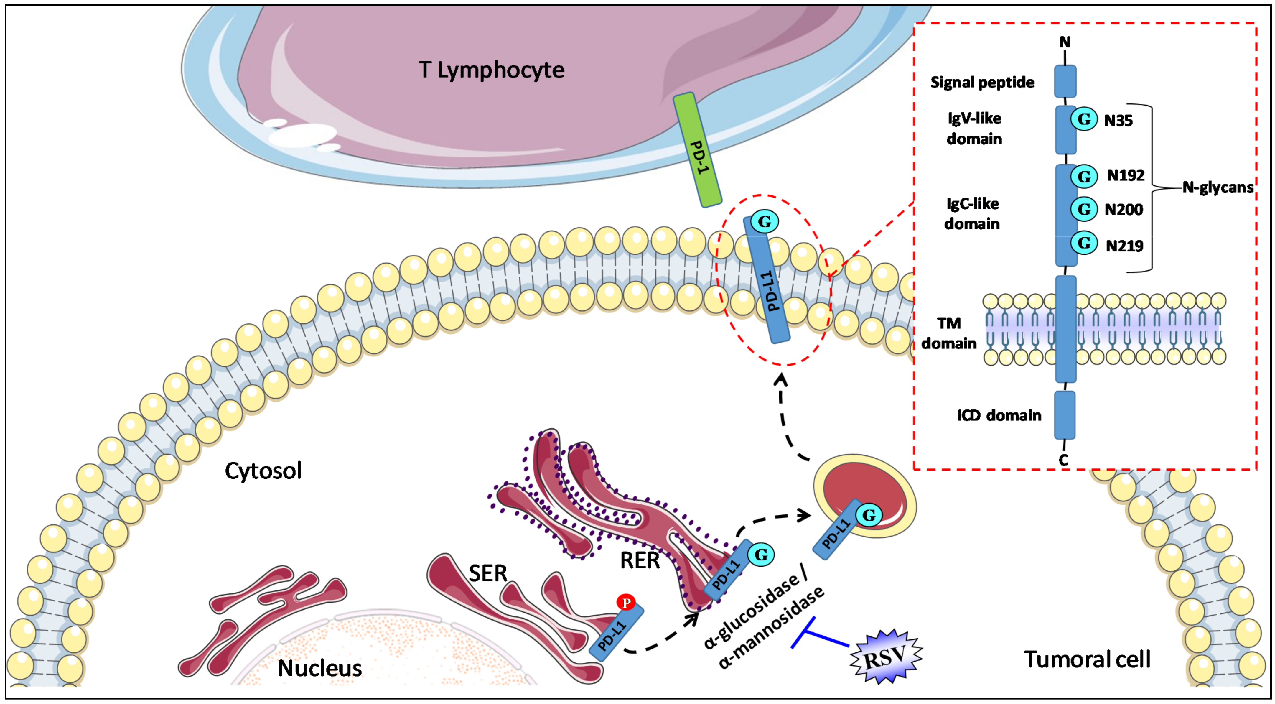 Cancers 13 04509 g001