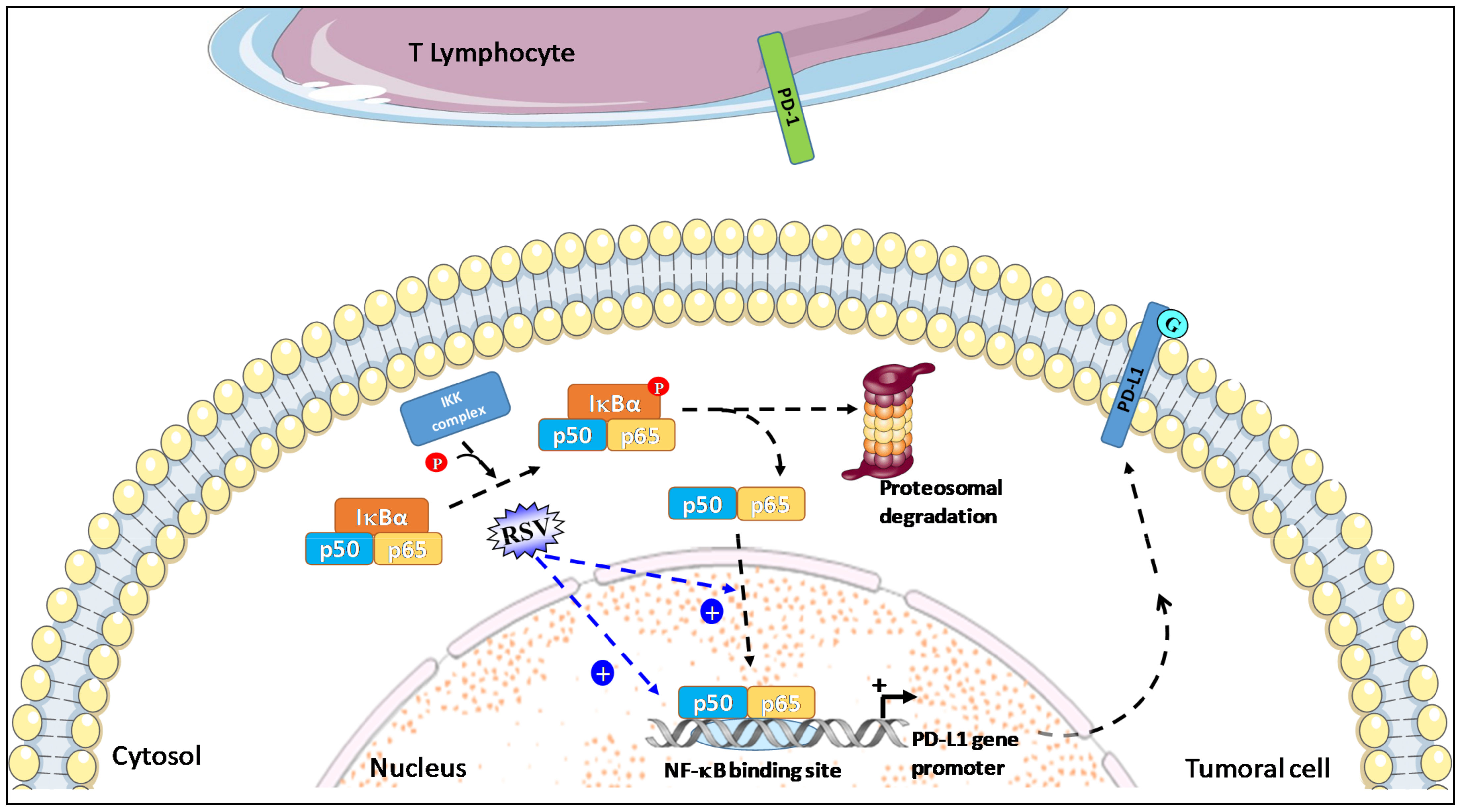 Cancers 13 04509 g002