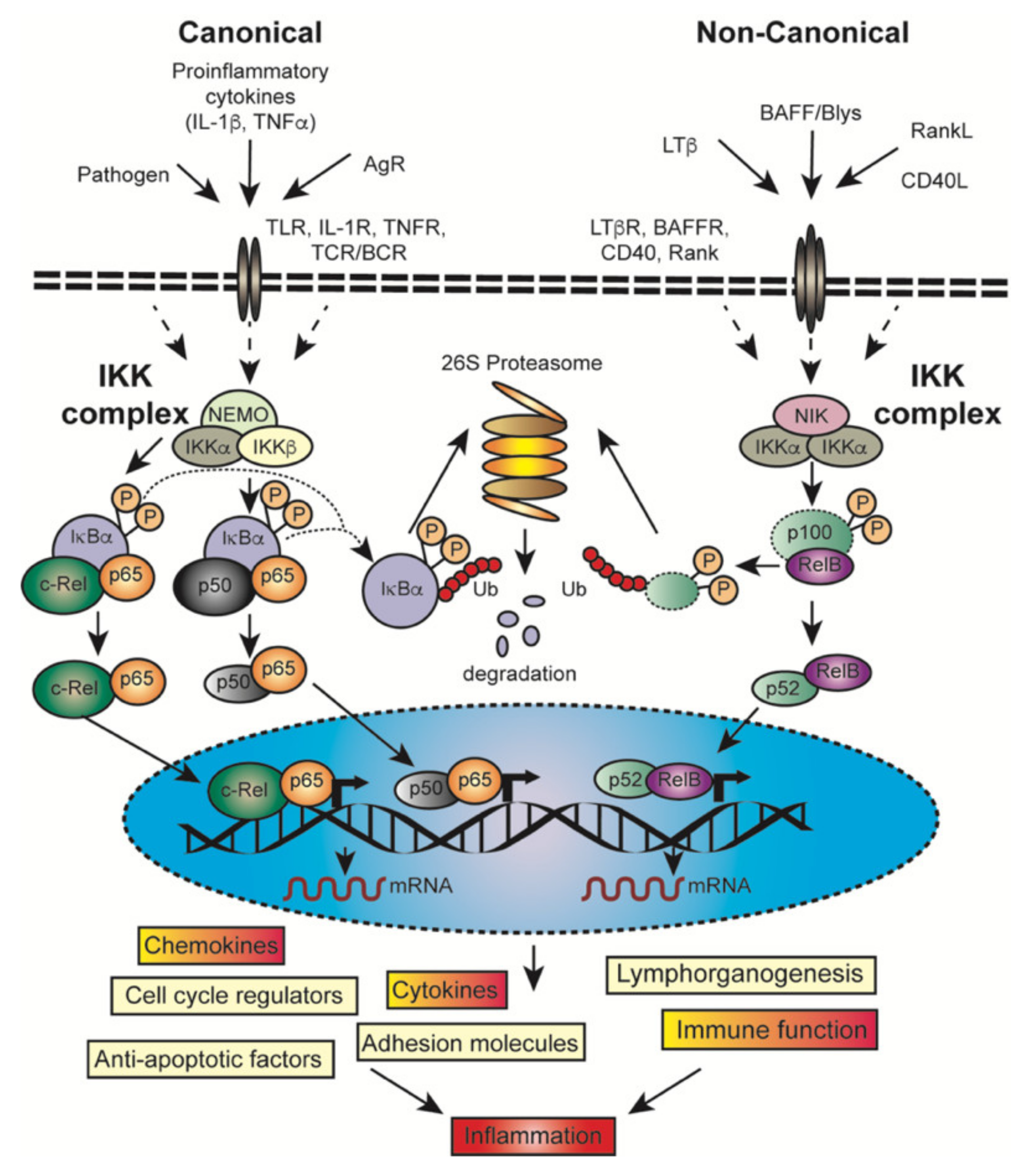 Cancers 13 04510 g003