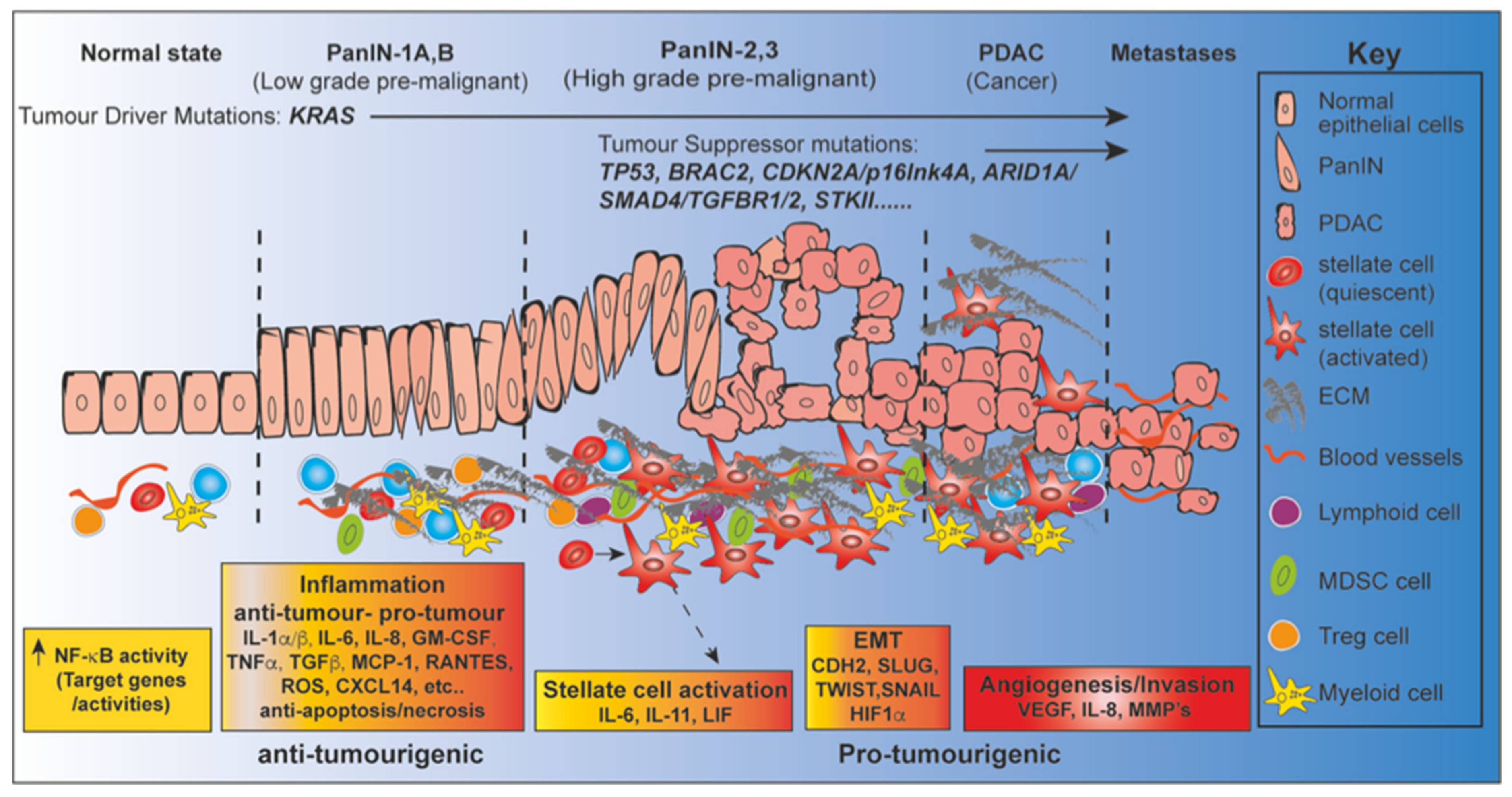 Cancers 13 04510 g004