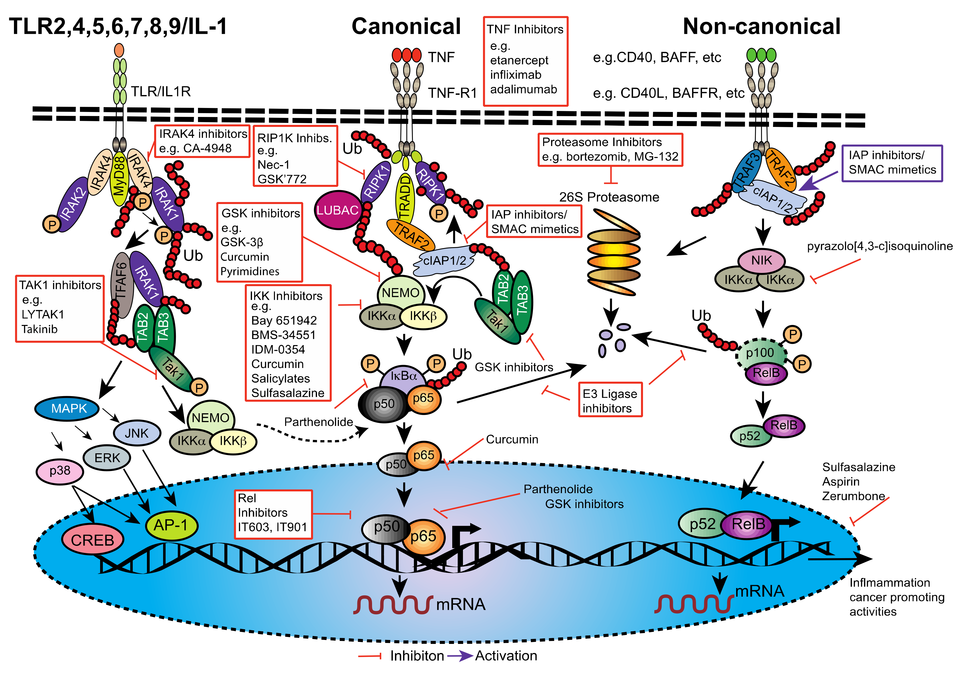 Cancers 13 04510 g005