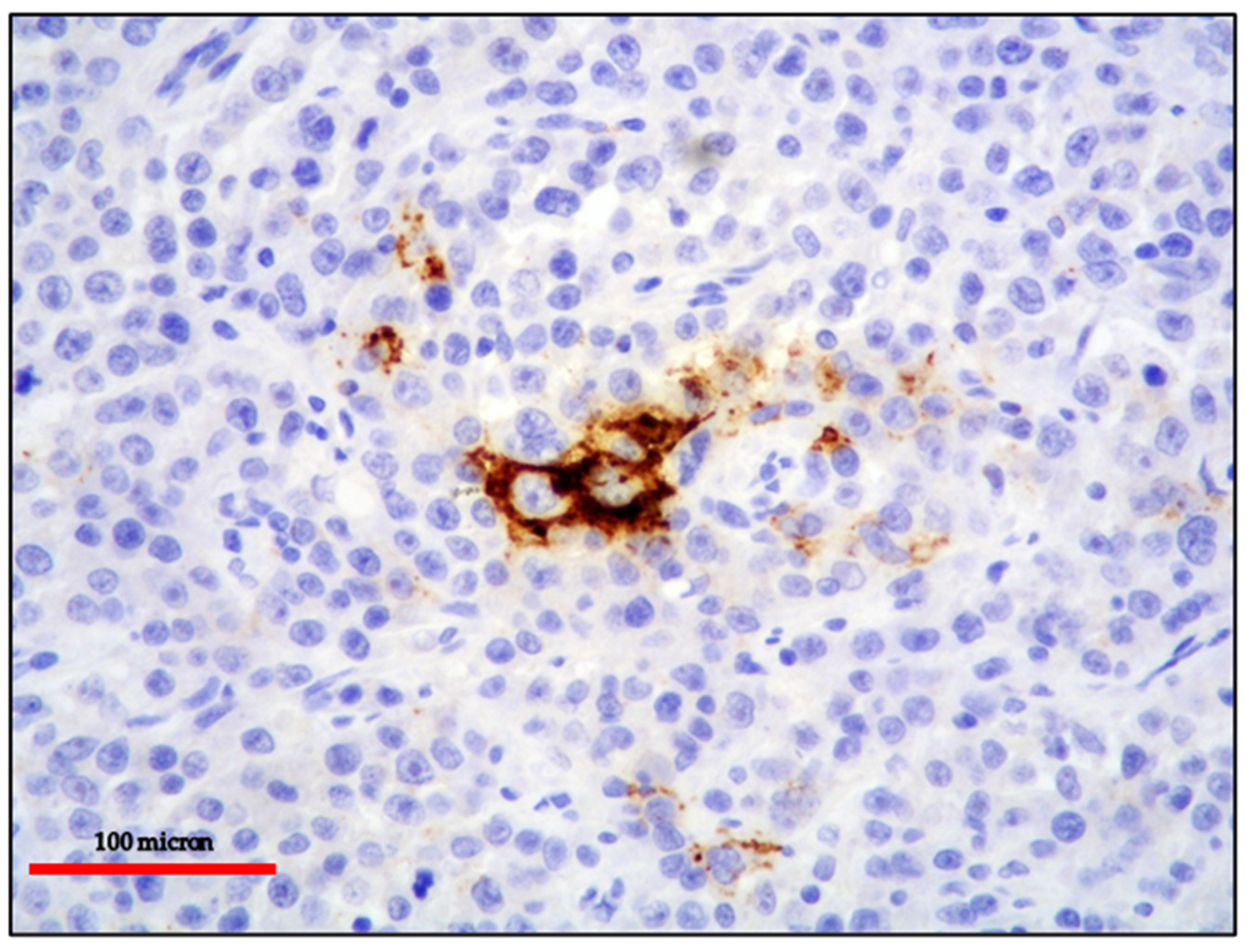 Cancers 13 04527 g003