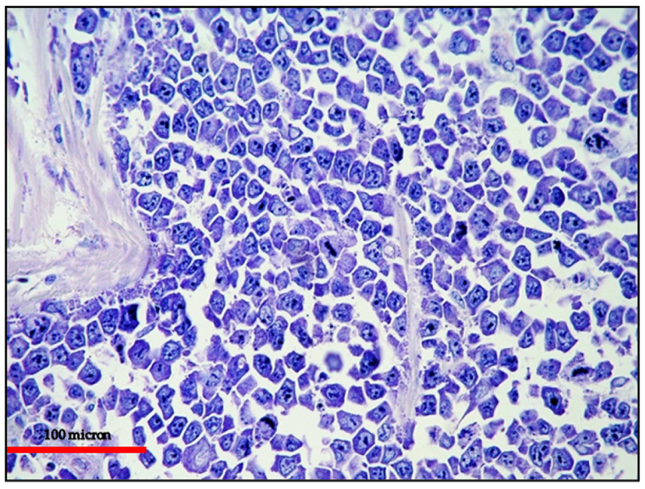 Cancers 13 04527 g005