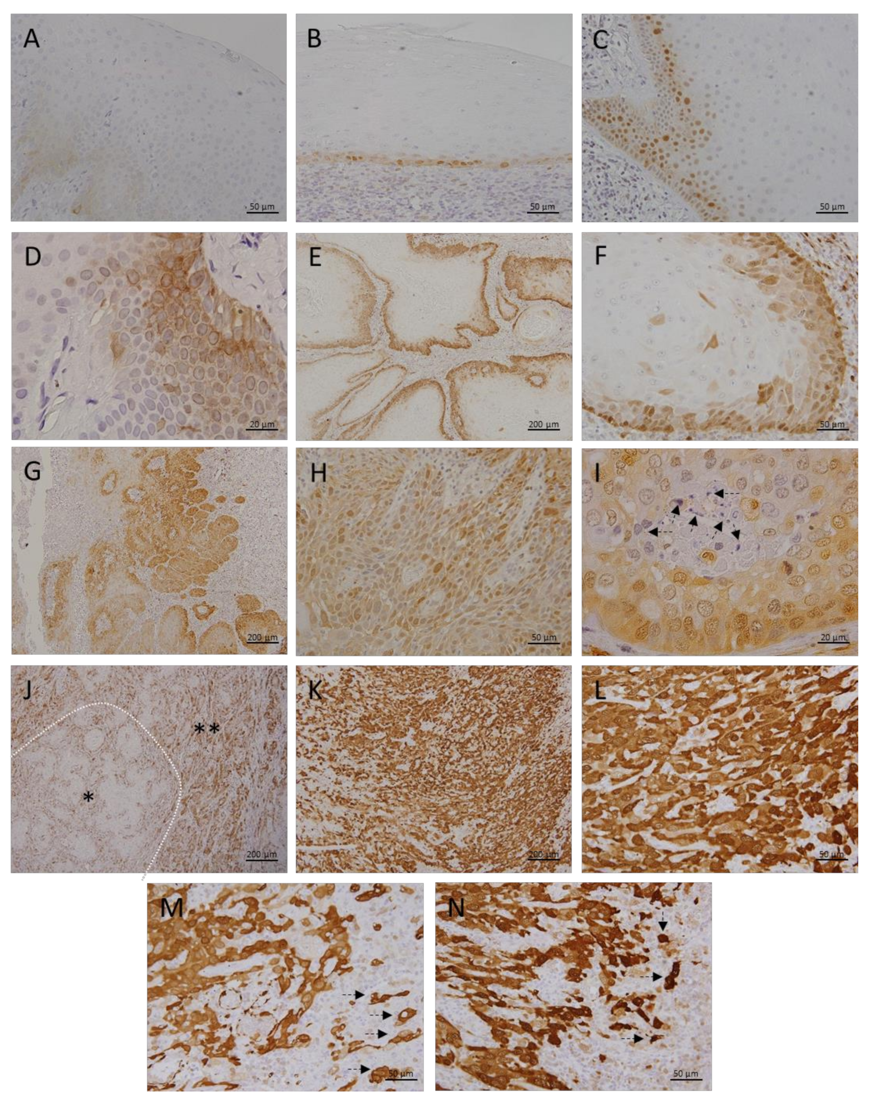 Cancers 13 04530 g001