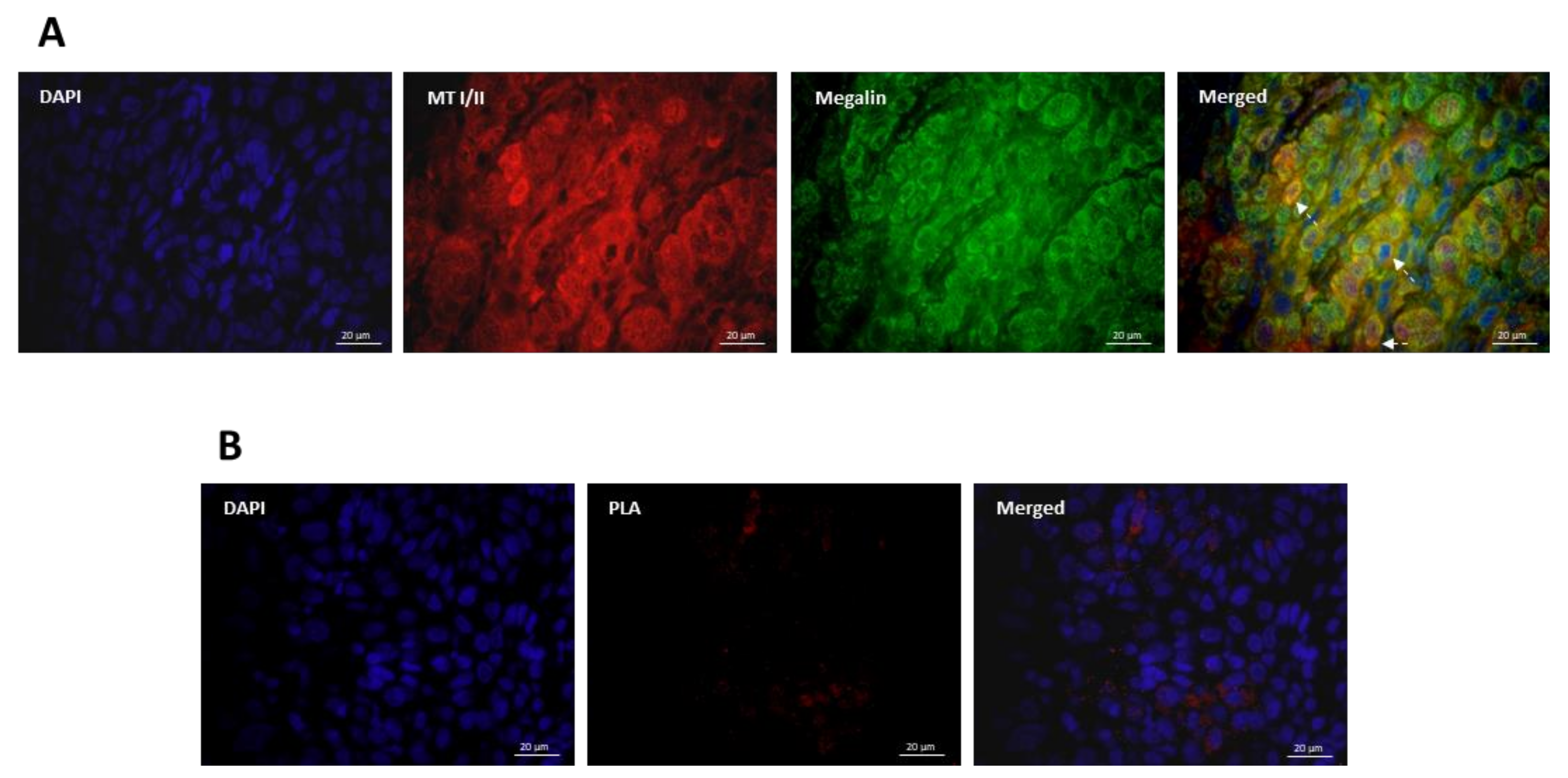 Cancers 13 04530 g005