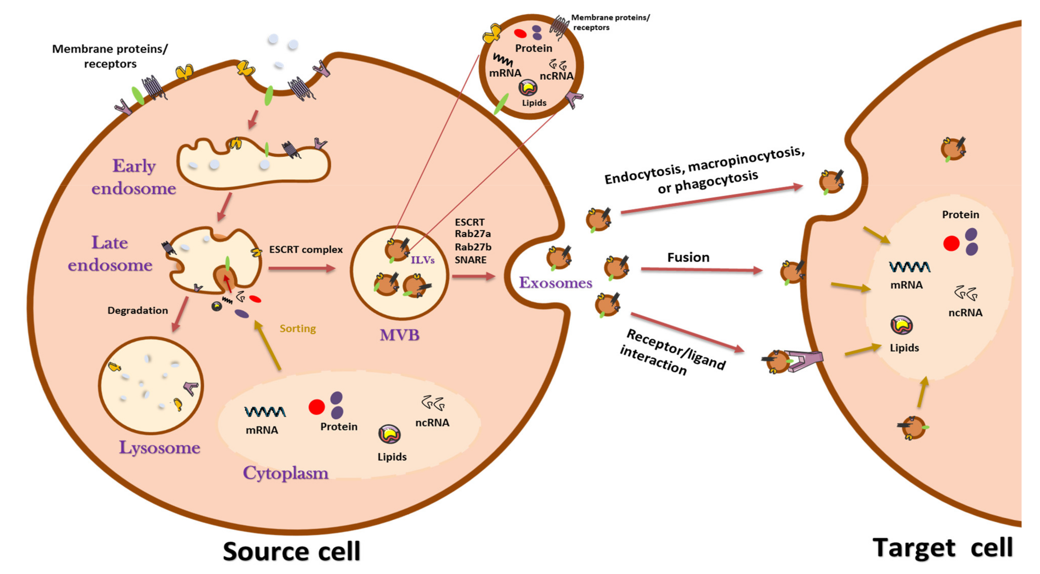 Cancers 13 04537 g001