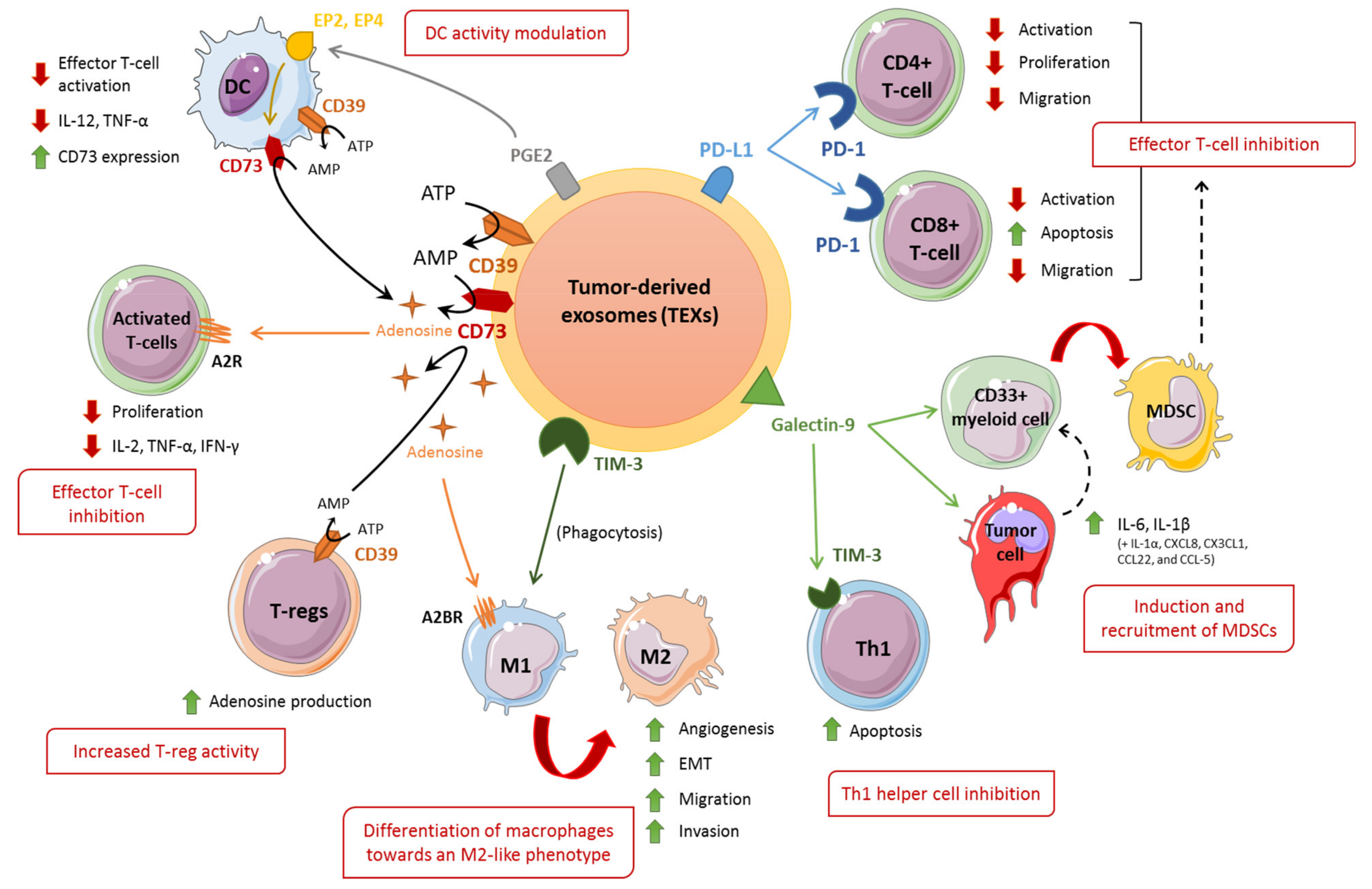Cancers 13 04537 g002