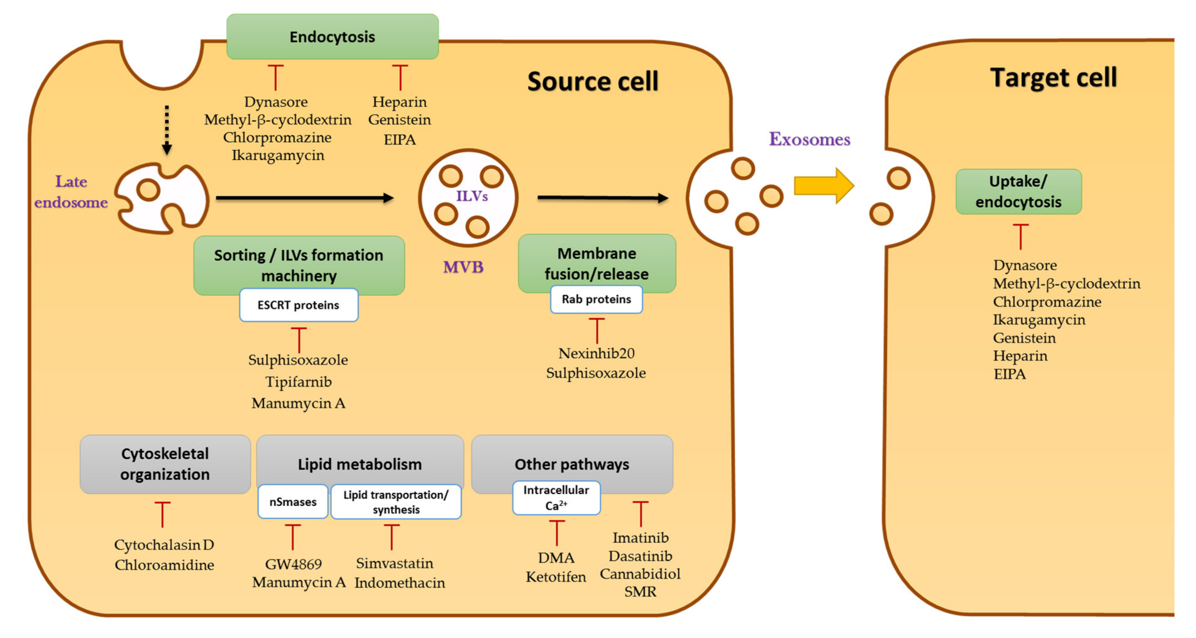 Cancers 13 04537 g003